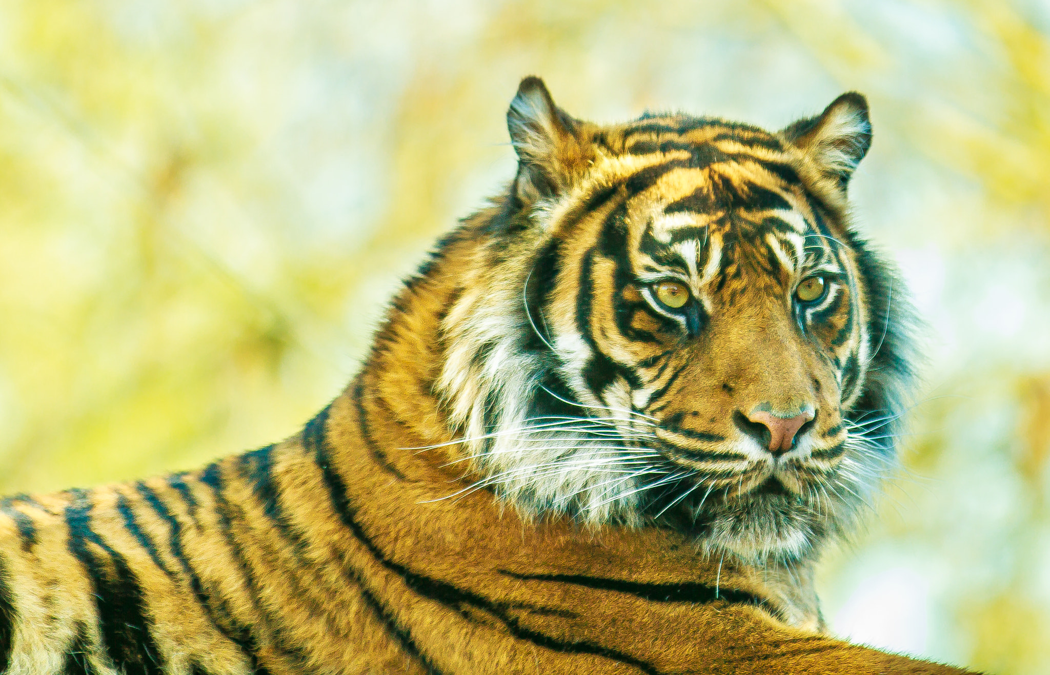 Canon EF 70-200mm F2.8L IS II USM sample photo. Critically endangered sumatran tiger photography