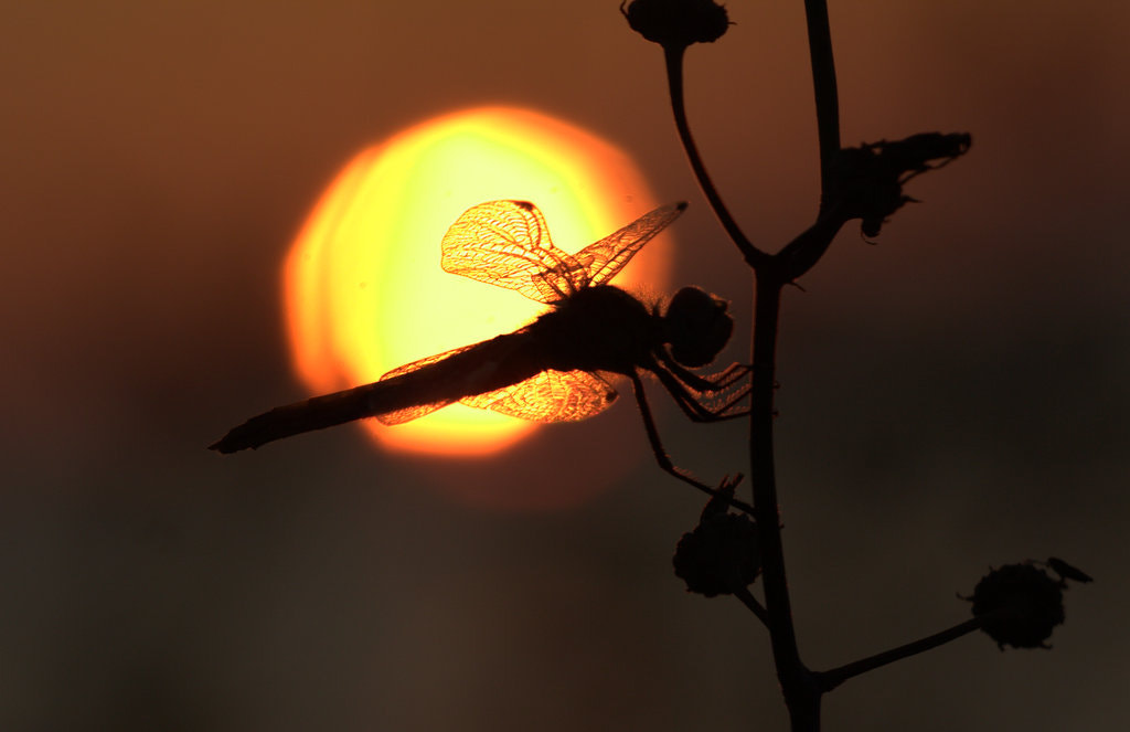 Sigma APO Macro 150mm f/2.8 EX DG HSM sample photo. Dragonfly photography
