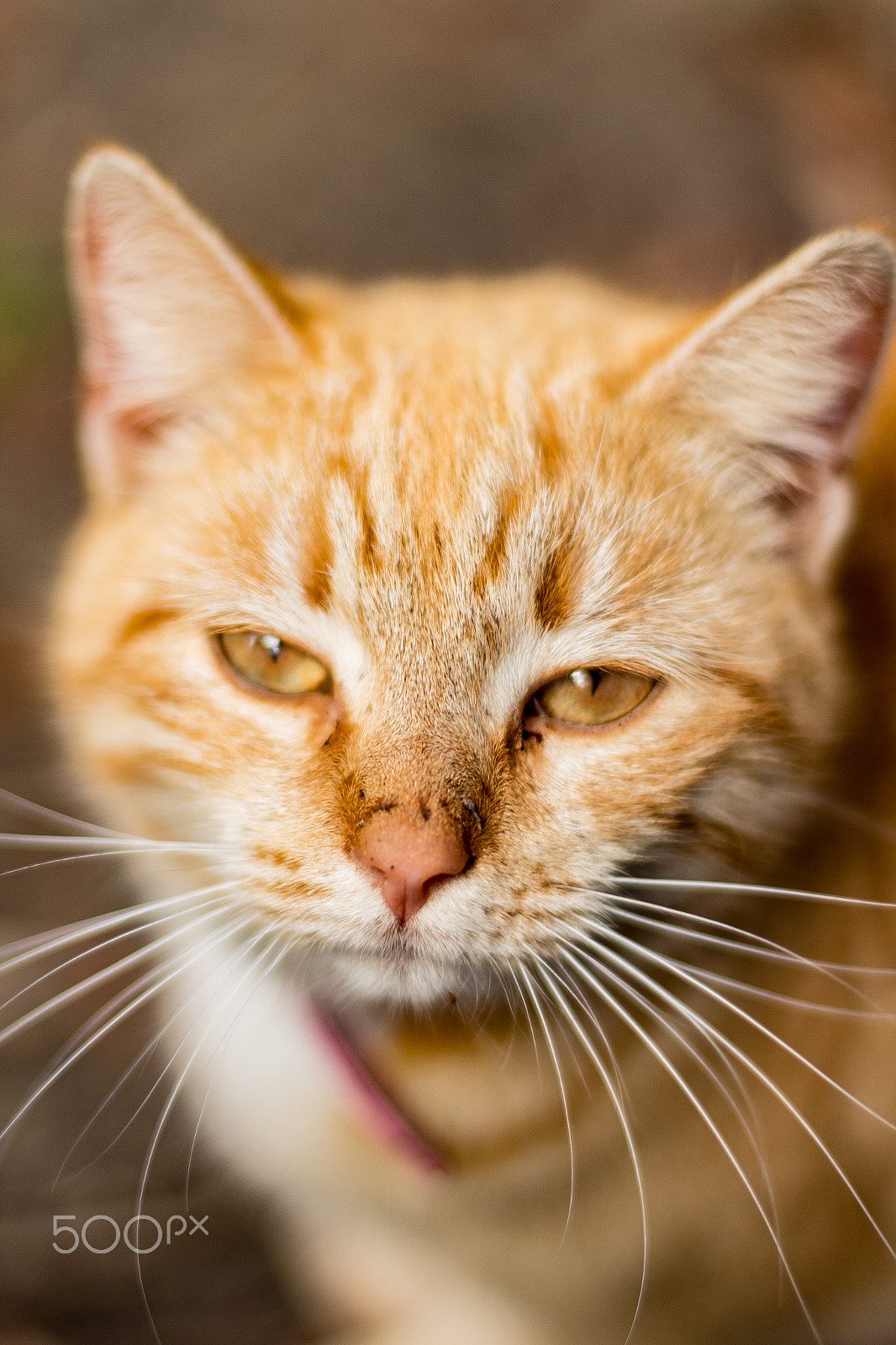 Canon EOS 100D (EOS Rebel SL1 / EOS Kiss X7) sample photo. Cat's eyes photography