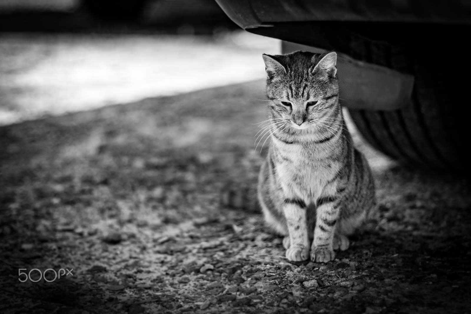 Canon EF 50mm F1.4 USM sample photo. Sleepy kitty photography