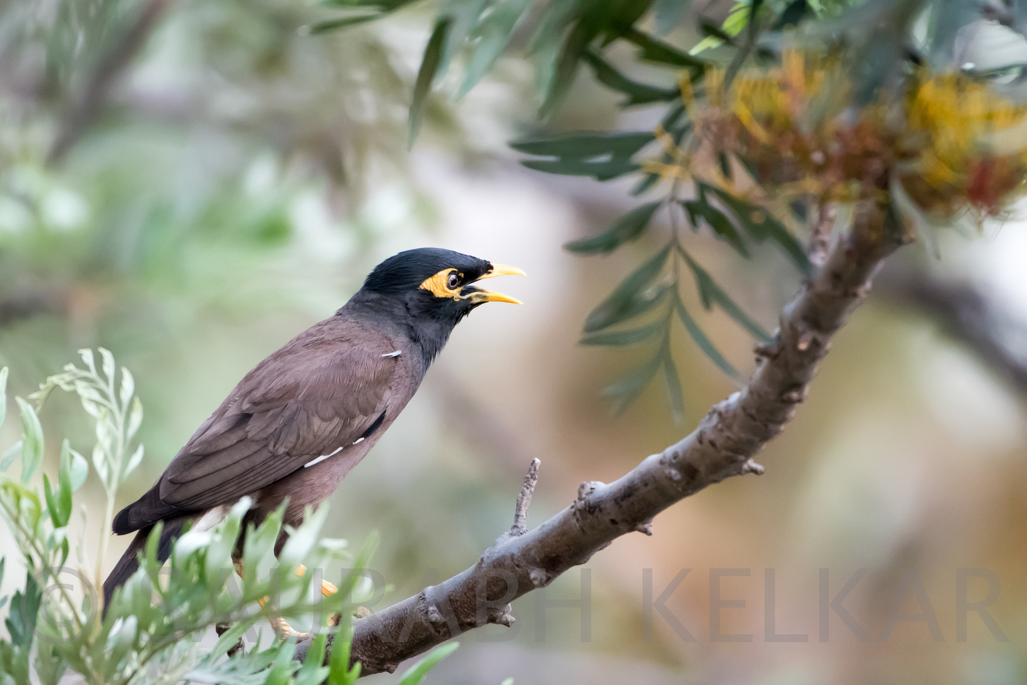 Nikon AF-S Nikkor 200-500mm F5.6E ED VR sample photo. Common myna photography