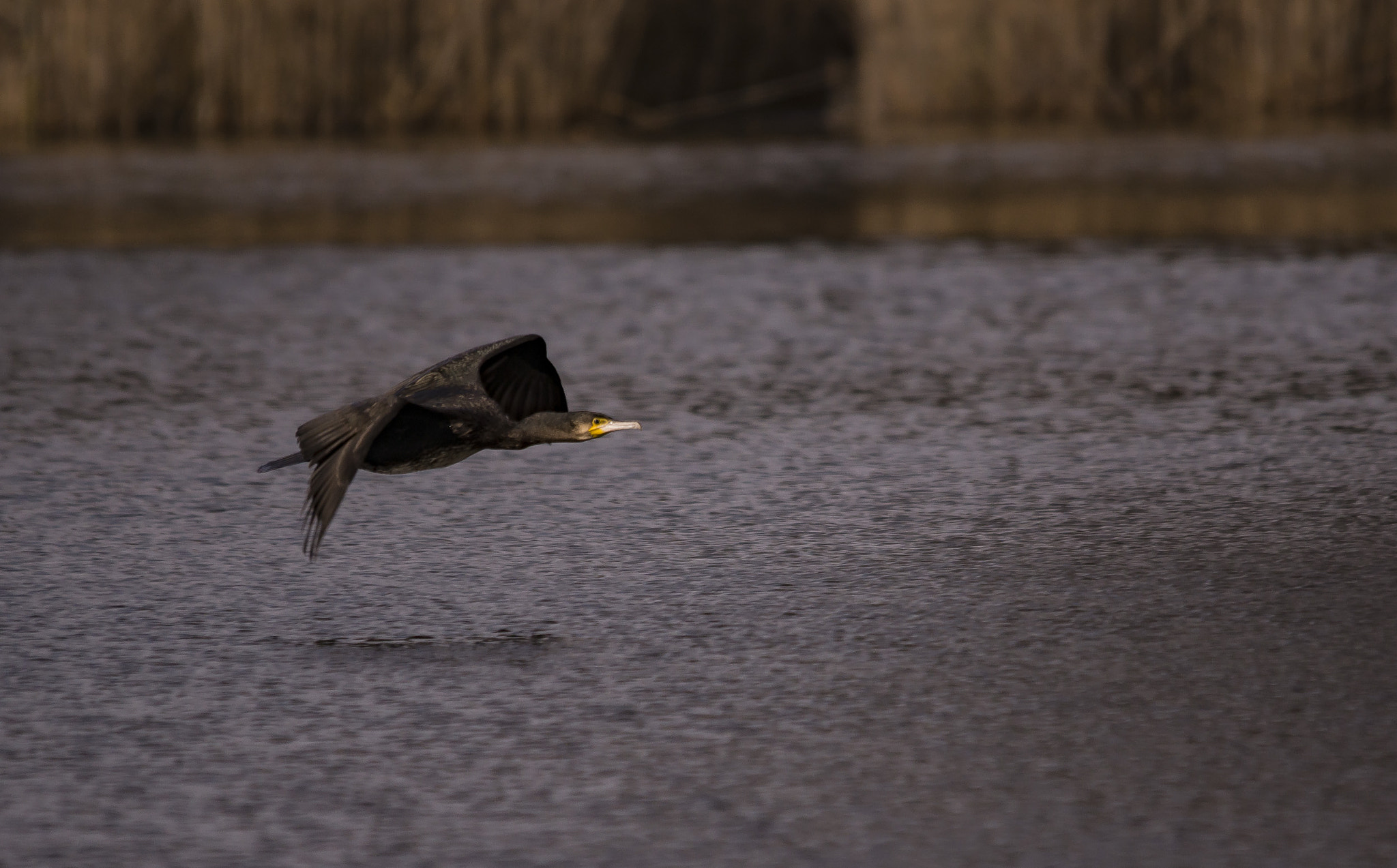 Sony SLT-A77 + Sigma 150-500mm F5-6.3 DG OS HSM sample photo. Kormoran photography