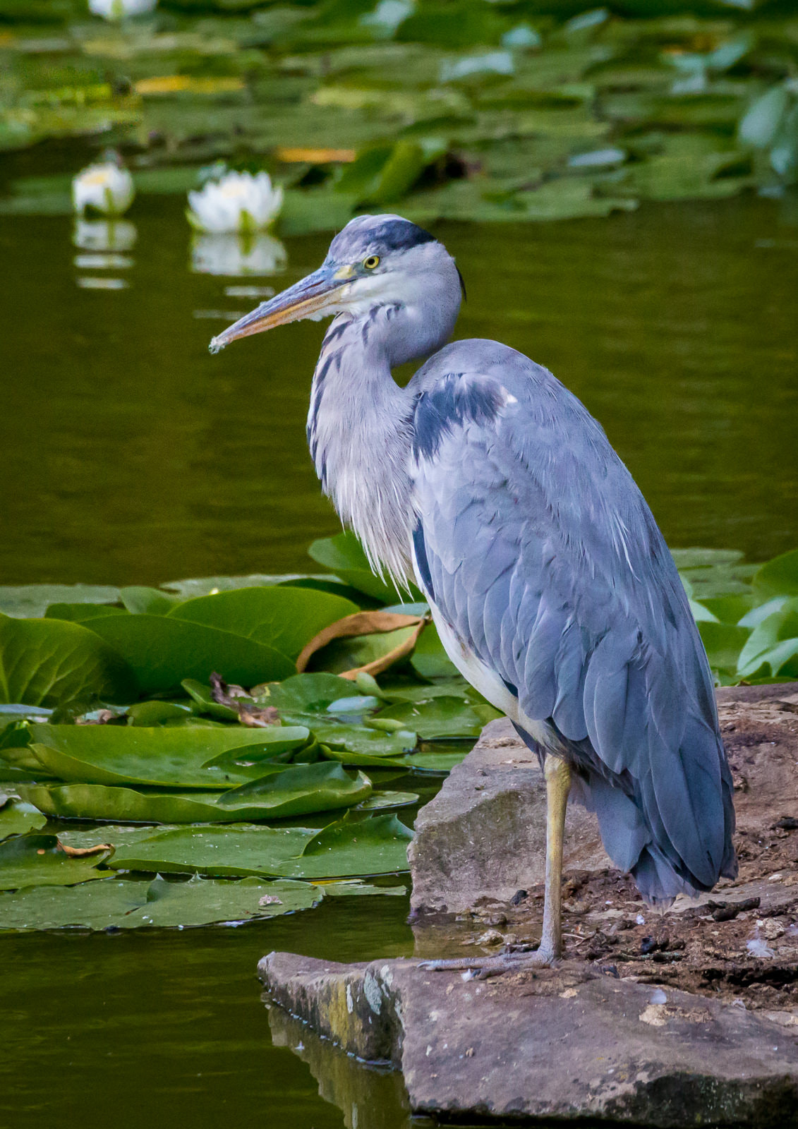 Canon EOS 6D + Canon EF 100-400mm F4.5-5.6L IS USM sample photo. Grey heron photography