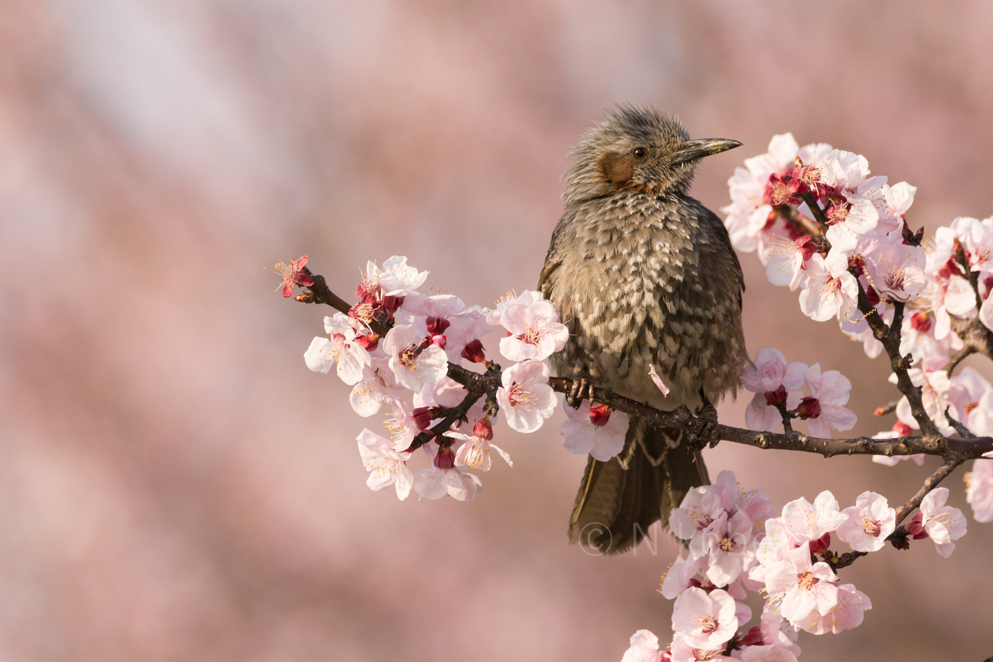 Bulbul an herry Blossoms