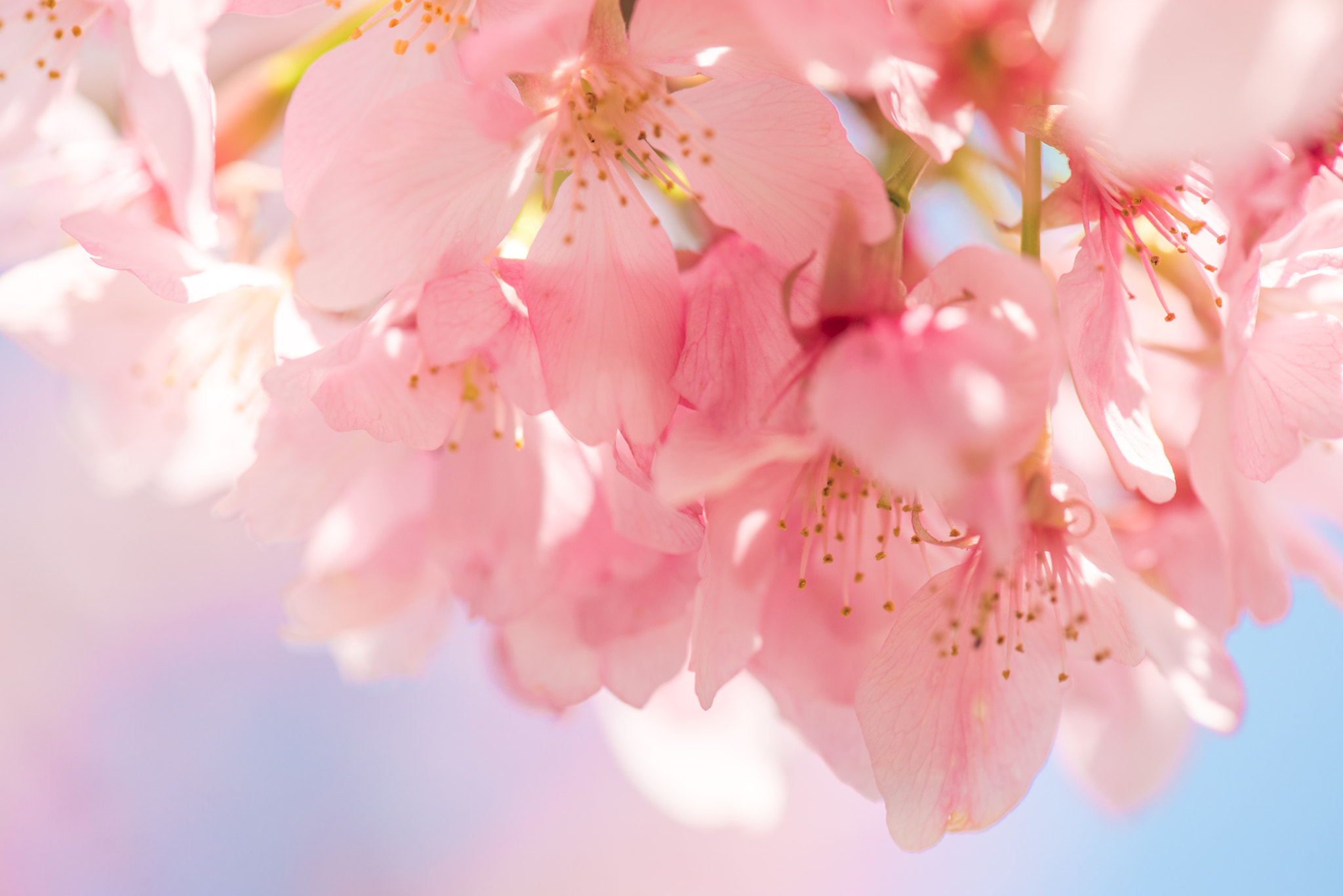 Nikon AF-S Micro-Nikkor 105mm F2.8G IF-ED VR sample photo. Dsc photography