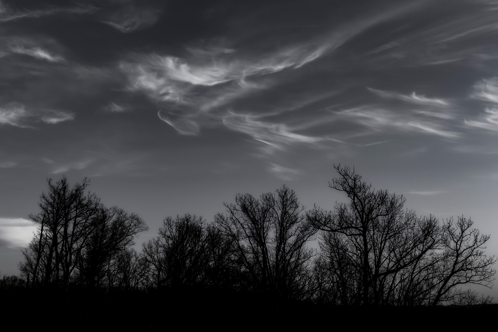 Canon EOS 650D (EOS Rebel T4i / EOS Kiss X6i) sample photo. Wind dancing on trees photography
