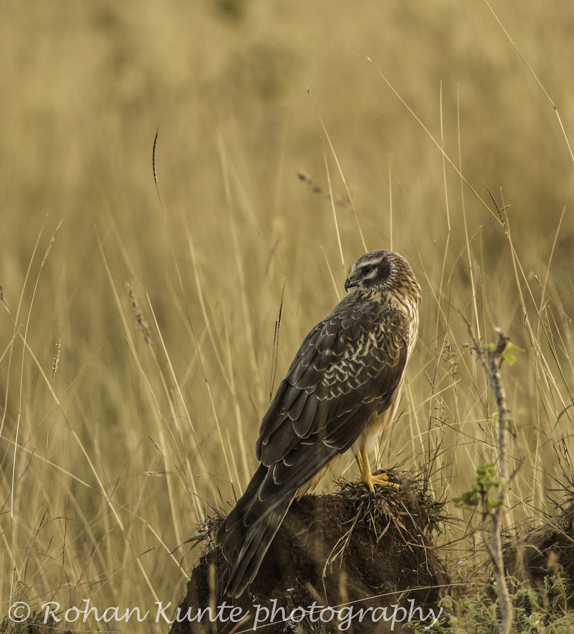 Nikon D7100 + Nikon AF-S Nikkor 300mm F4D ED-IF sample photo. Queen of the grassland ... photography