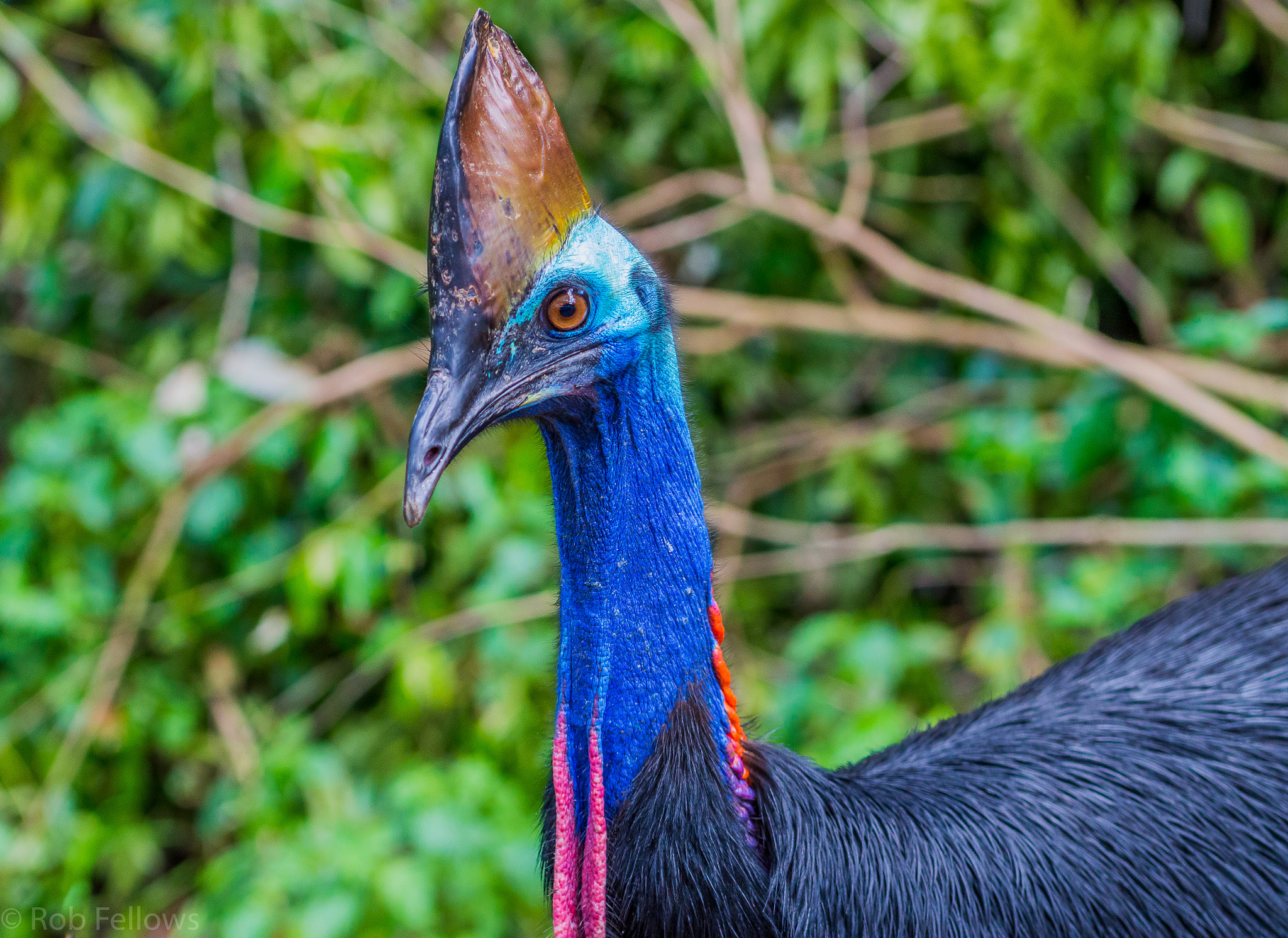 Nikon D3200 sample photo. Wild cassowary - cape york photography