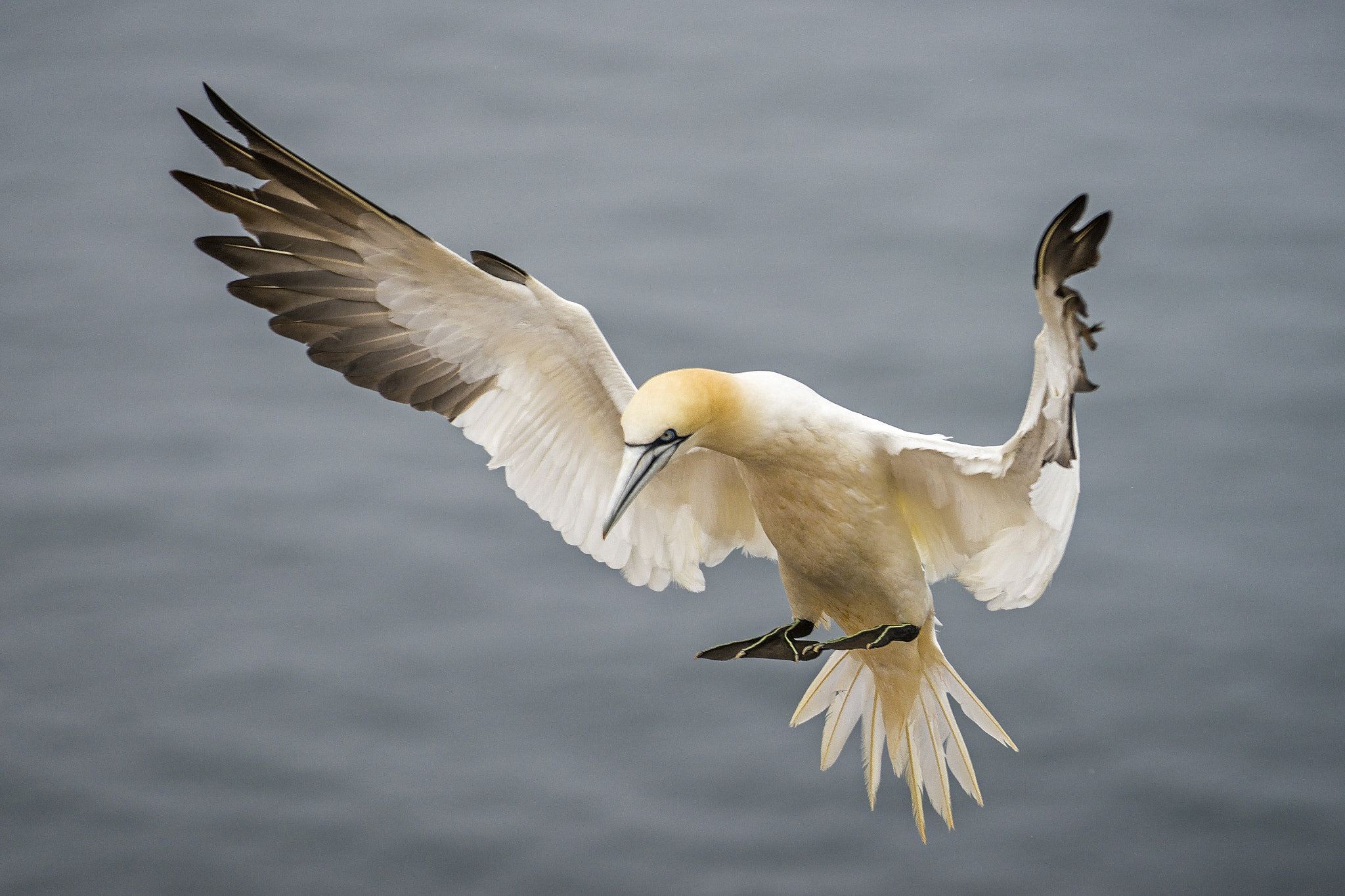 Sony a7 + Sony FE 70-200mm F4 G OSS sample photo. Helgoland photography