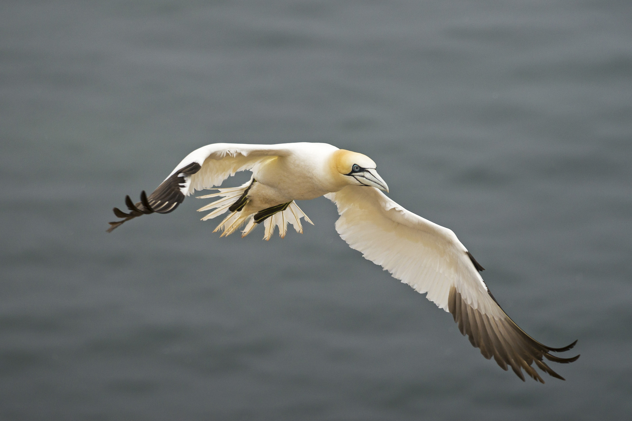 Sony a7 + Sony FE 70-200mm F4 G OSS sample photo. Helgoland photography