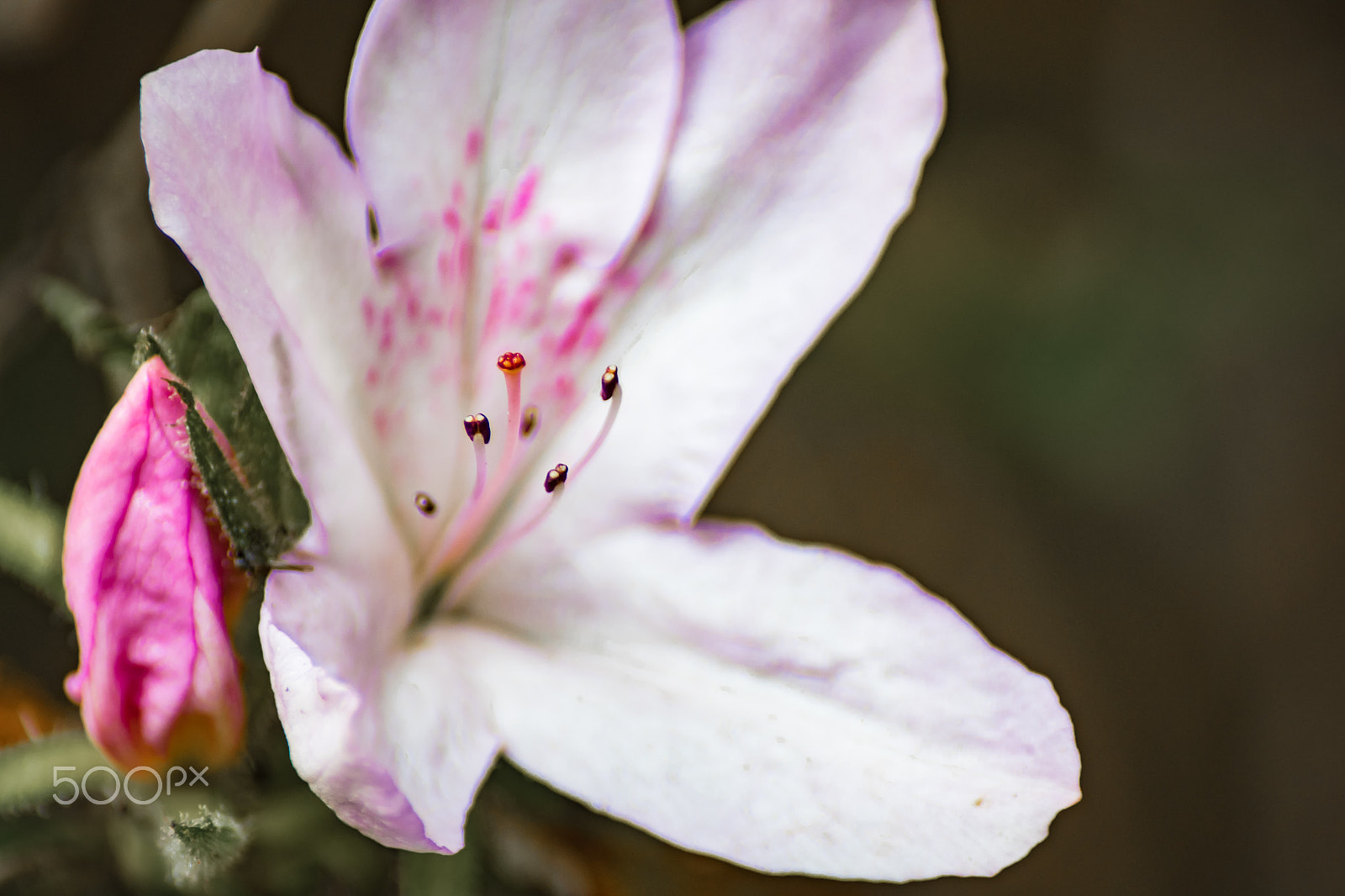 Pentax K-S2 + Sigma sample photo