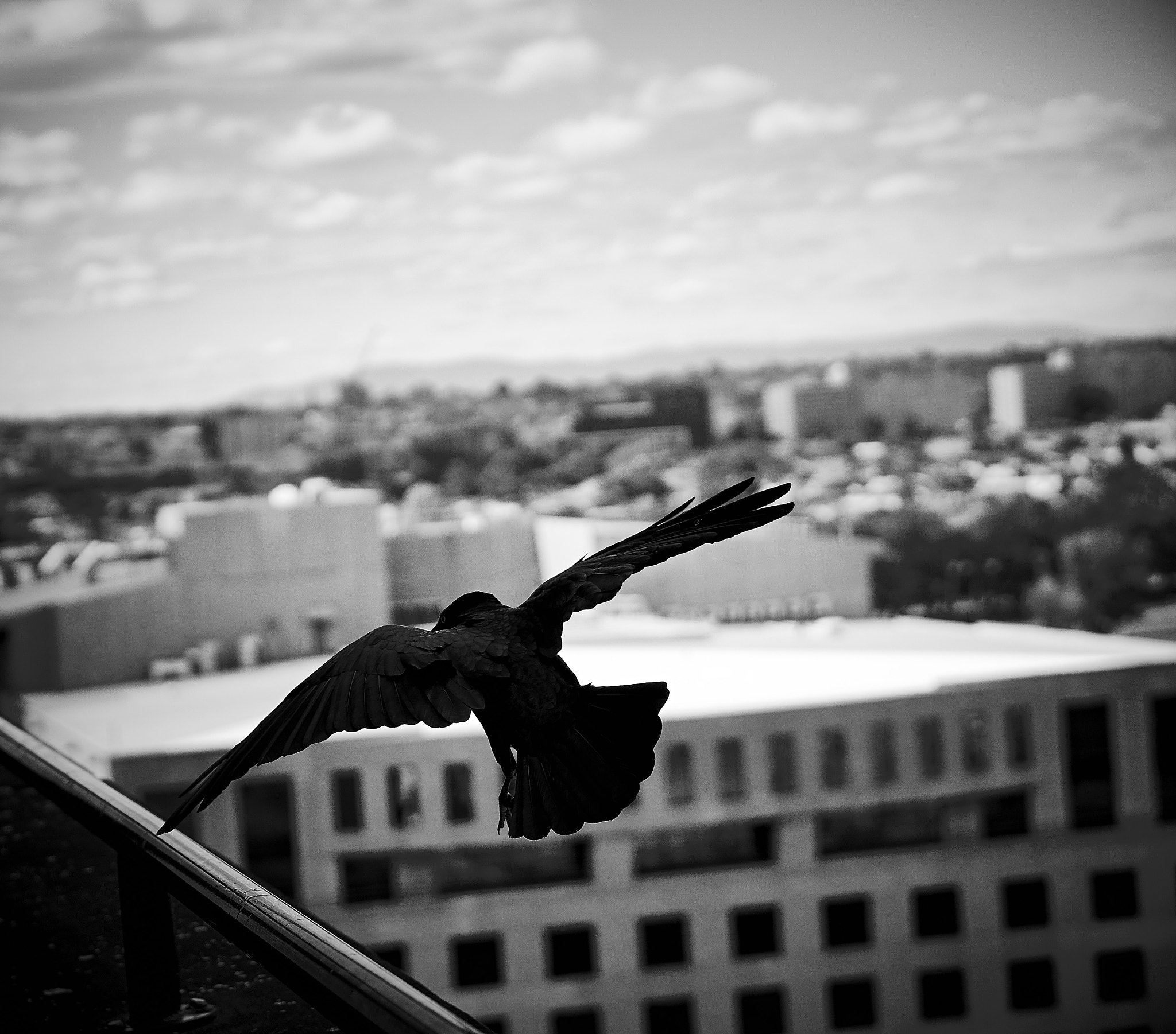 Sony a6000 sample photo. Raven takes flight photography