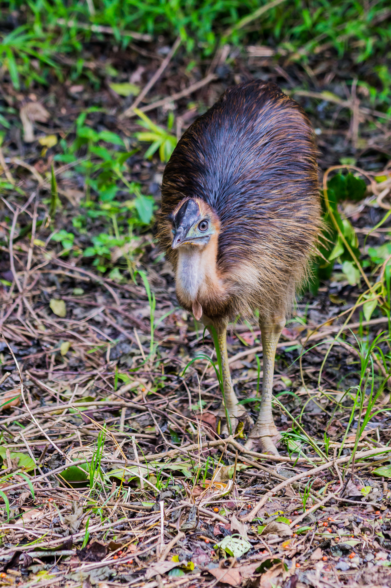 Nikon D3200 sample photo. Young cassowary -cape york photography