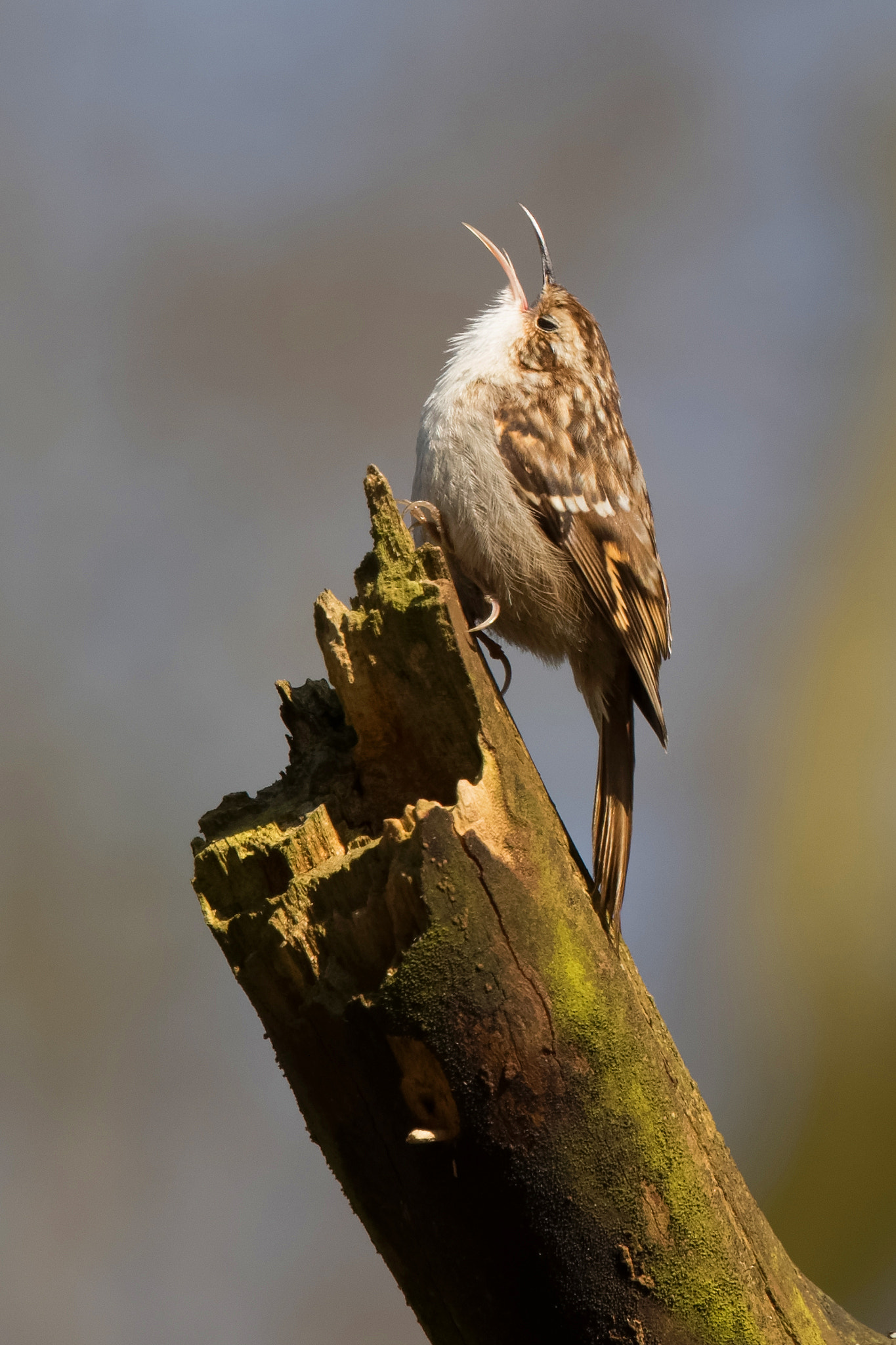 Canon EF 70-200mm F4L USM sample photo. Treecreeper calling photography