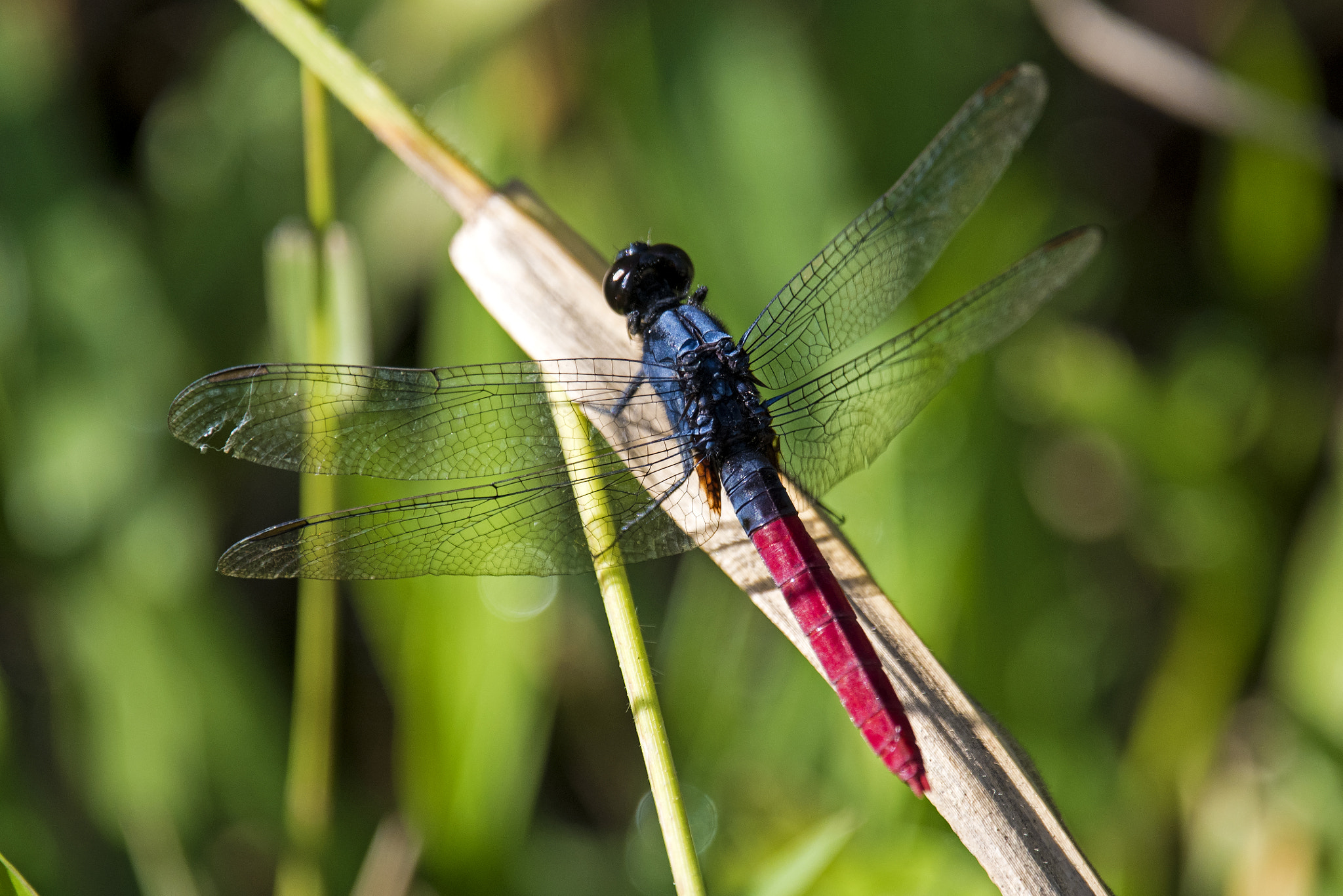 Nikon Nikkor AF-S 300mm F4E PF ED VR sample photo. Flame-tailed pondhawk - male photography