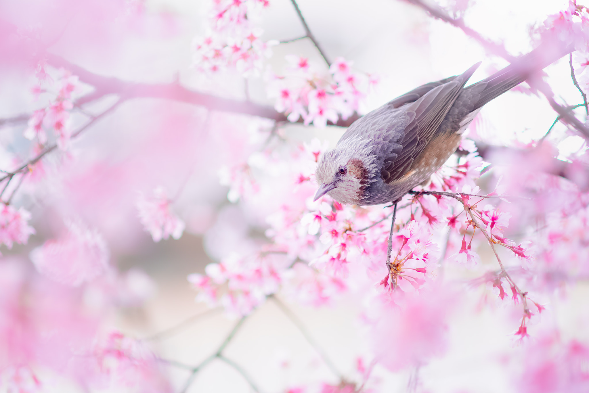 Nikon D600 + AF DC-Nikkor 135mm f/2D sample photo. The spring!! photography