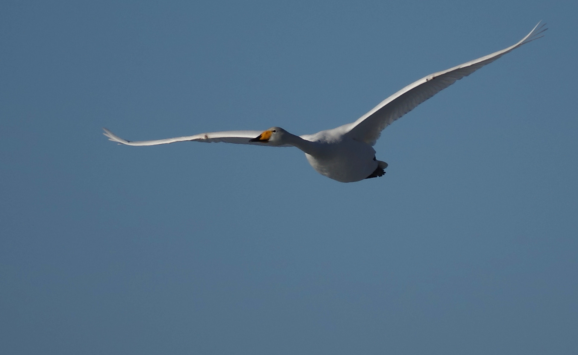 Pentax K-3 II sample photo. Elegance on wings photography