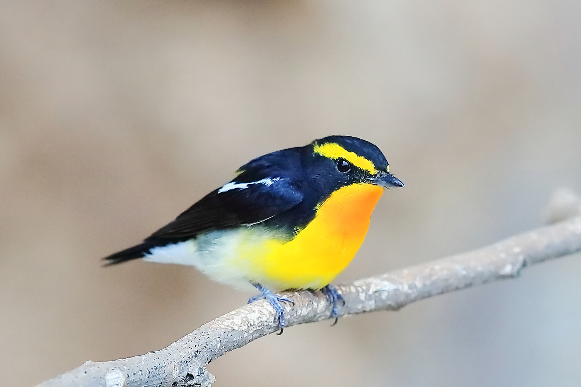 Canon EF 400mm F2.8L IS II USM sample photo. 황금새 photography