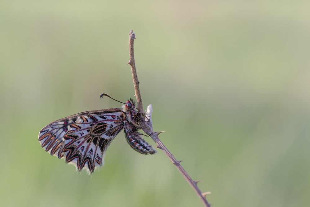 Tamron SP AF 90mm F2.8 Di Macro sample photo. Diane. photography