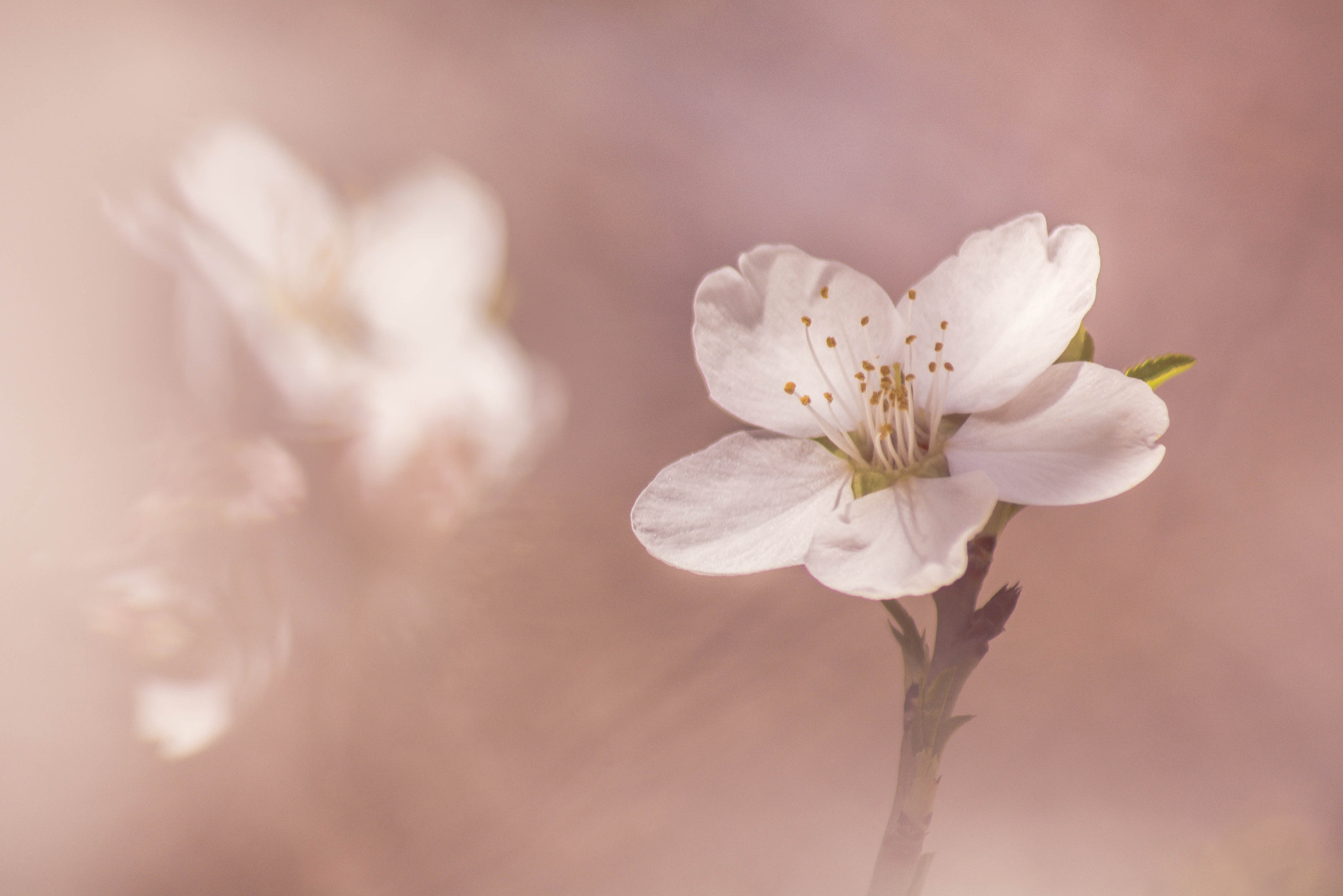 Sigma 70-300mm F4-5.6 APO DG Macro sample photo. Pink pastel photography