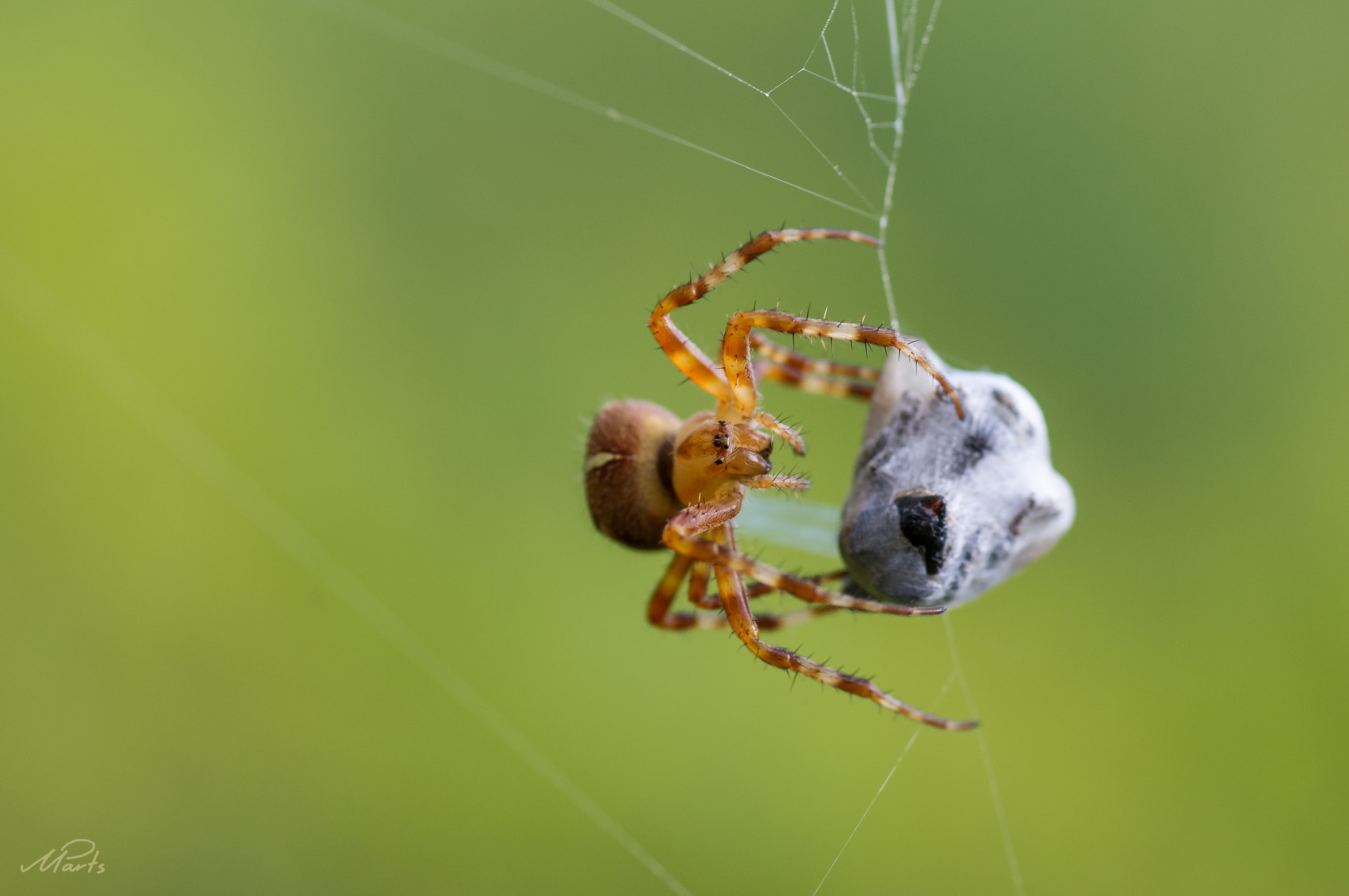 Pentax K-x sample photo. Spider's meal photography