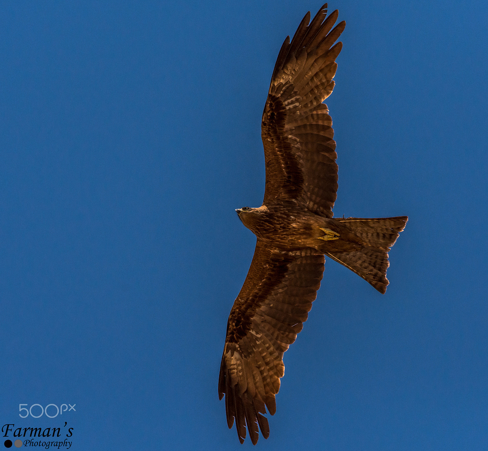 Nikon AF-S Nikkor 200-500mm F5.6E ED VR sample photo. #blackkite photography