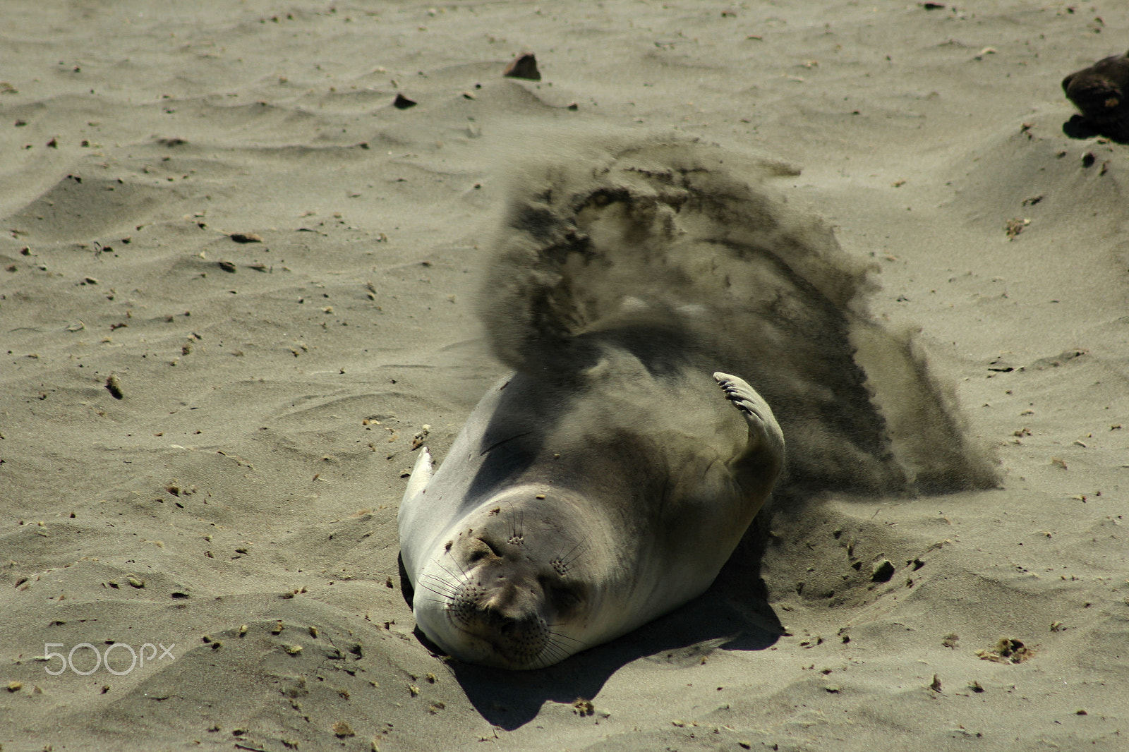 Canon EOS 600D (Rebel EOS T3i / EOS Kiss X5) + EF75-300mm f/4-5.6 sample photo. Sand on my back photography