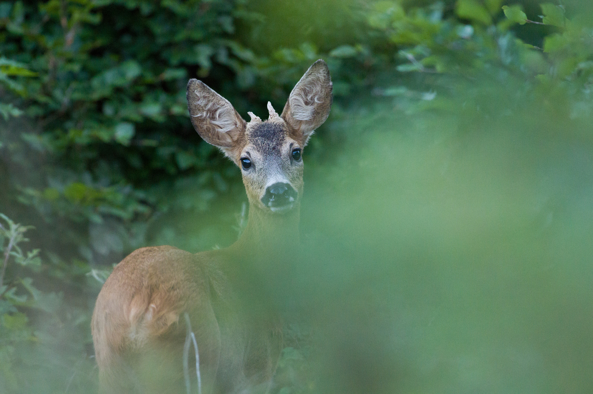 Pentax K-3 + Pentax smc DA* 300mm F4.0 ED (IF) SDM sample photo. Chevreuil photography