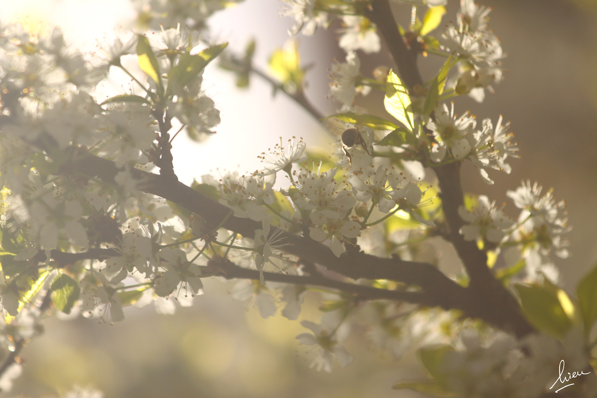 Canon EOS 500D (EOS Rebel T1i / EOS Kiss X3) sample photo. Spring is here photography