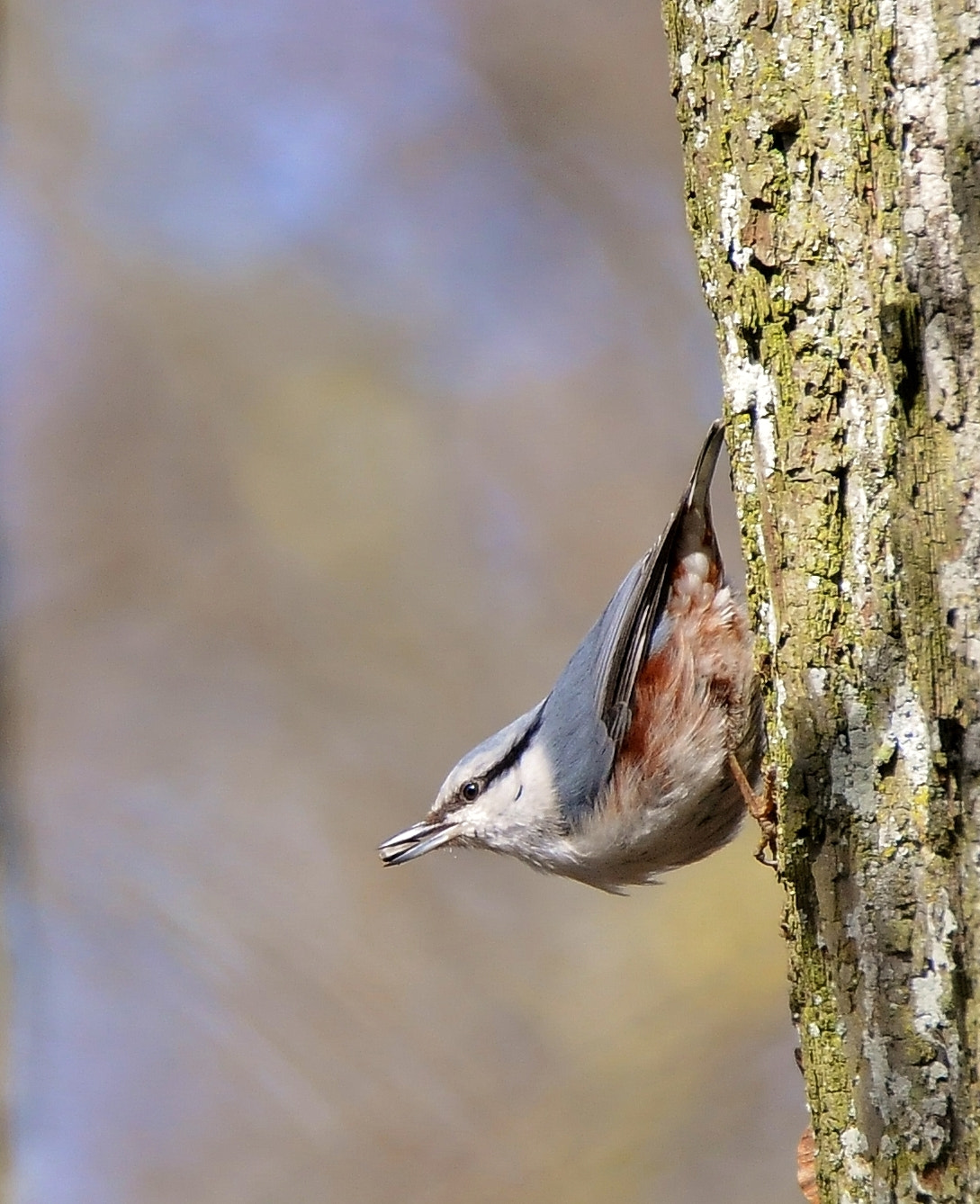 Nikon D300 sample photo. Today nice sunny spring day in vilnius photography