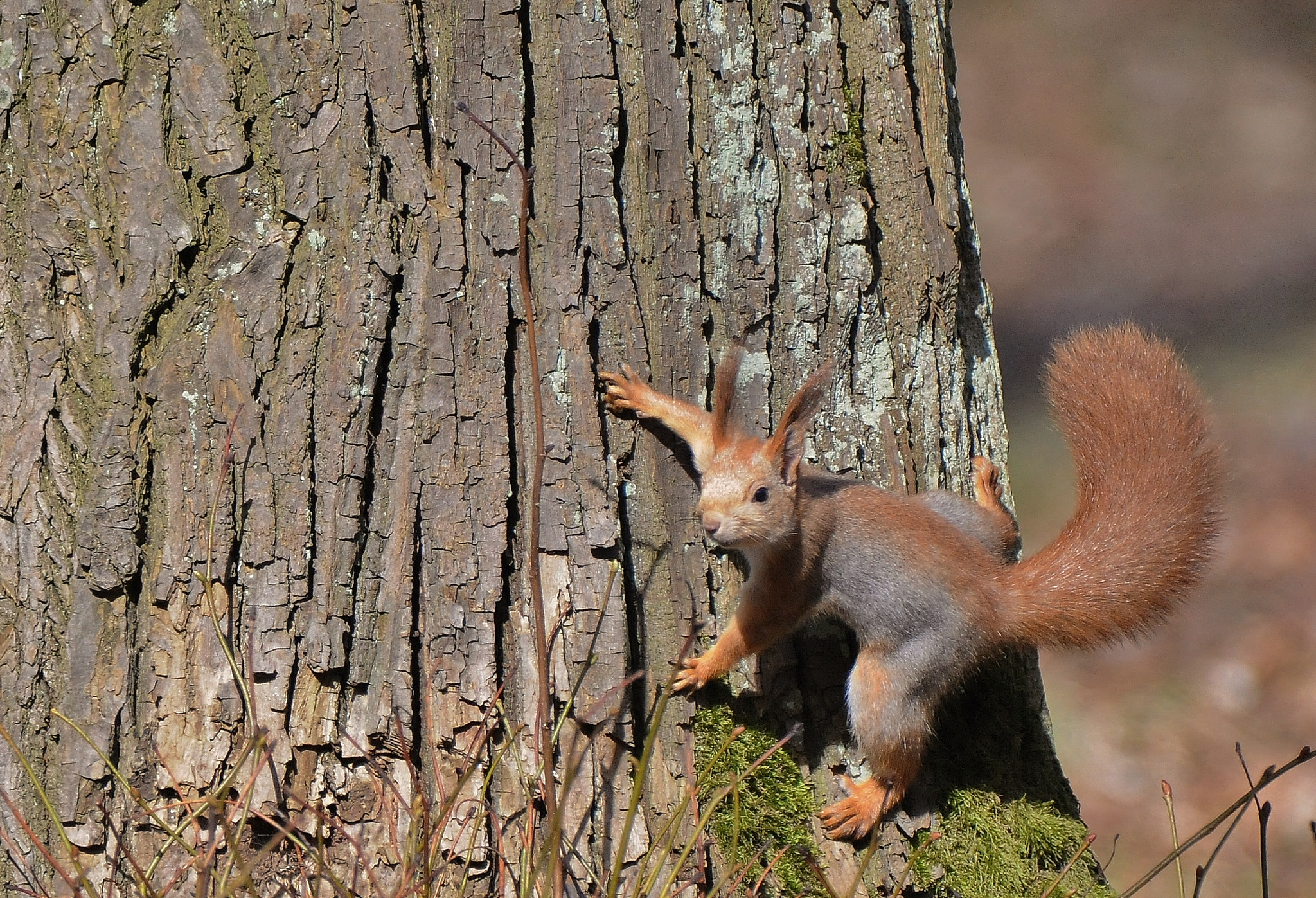Nikon D300 sample photo. Today nice sunny spring day in vilnius photography