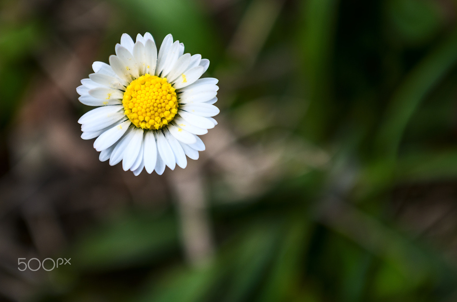 Pentax K-50 + Pentax smc DA 16-45mm F4 ED AL sample photo. Simple daisy photography