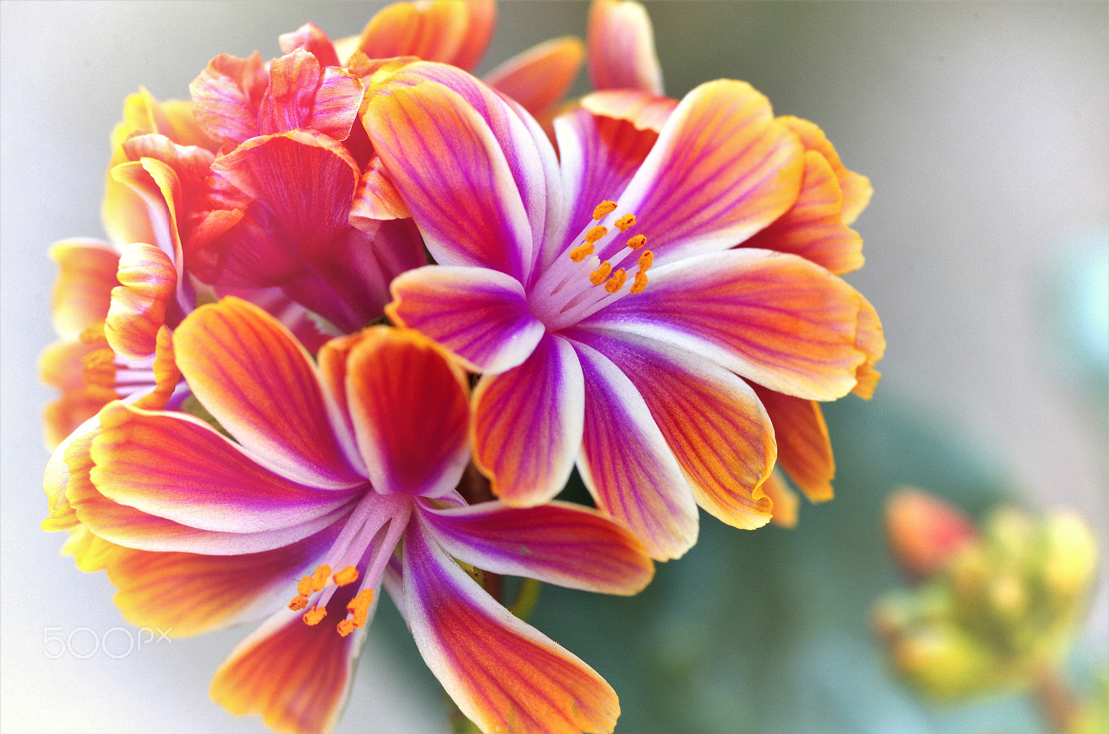 Pentax smc D-FA 100mm F2.8 Macro WR sample photo. Smile for you... photography
