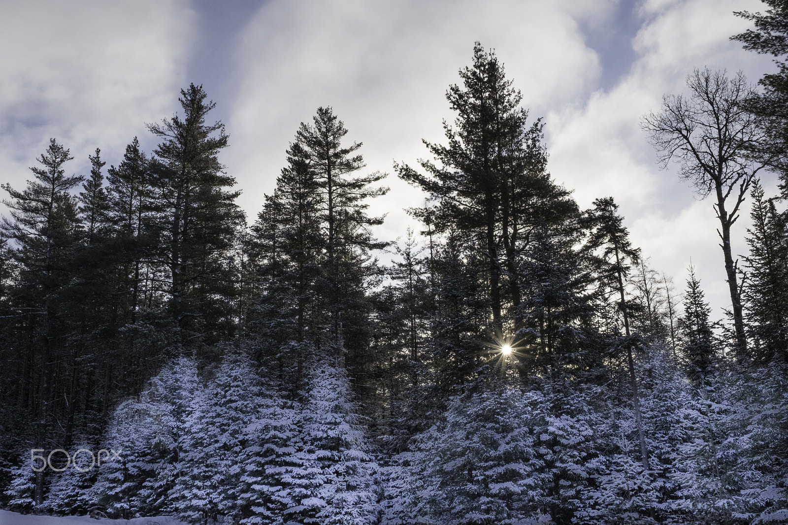Fujifilm X-Pro2 sample photo. Adirondack park frosted trees photography