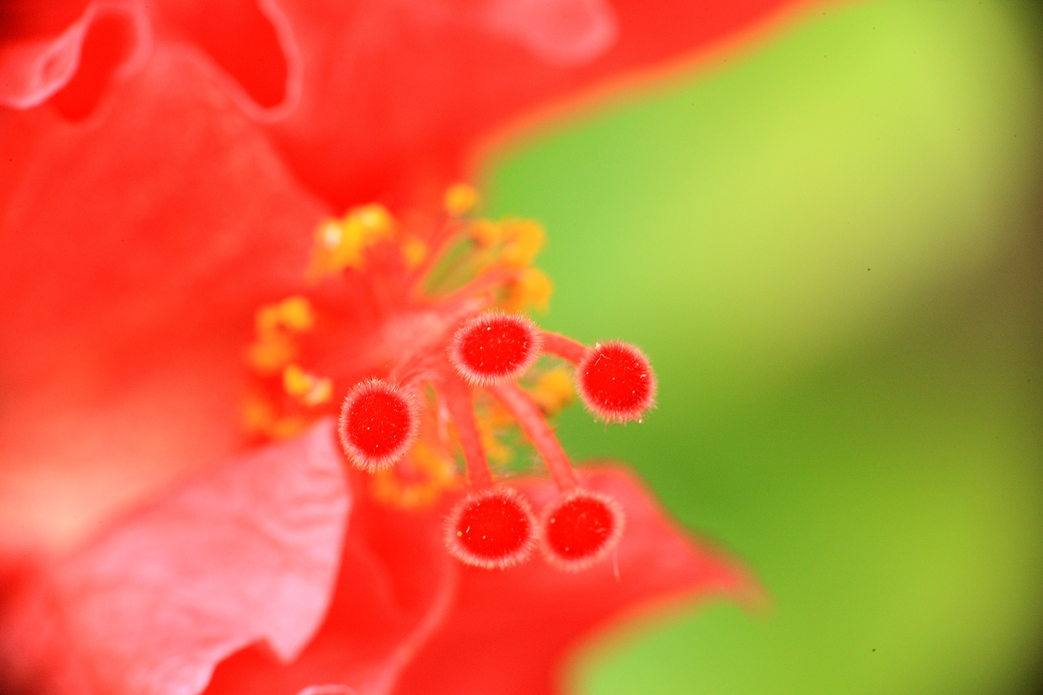 Canon EOS-1Ds Mark III sample photo. Flower photography