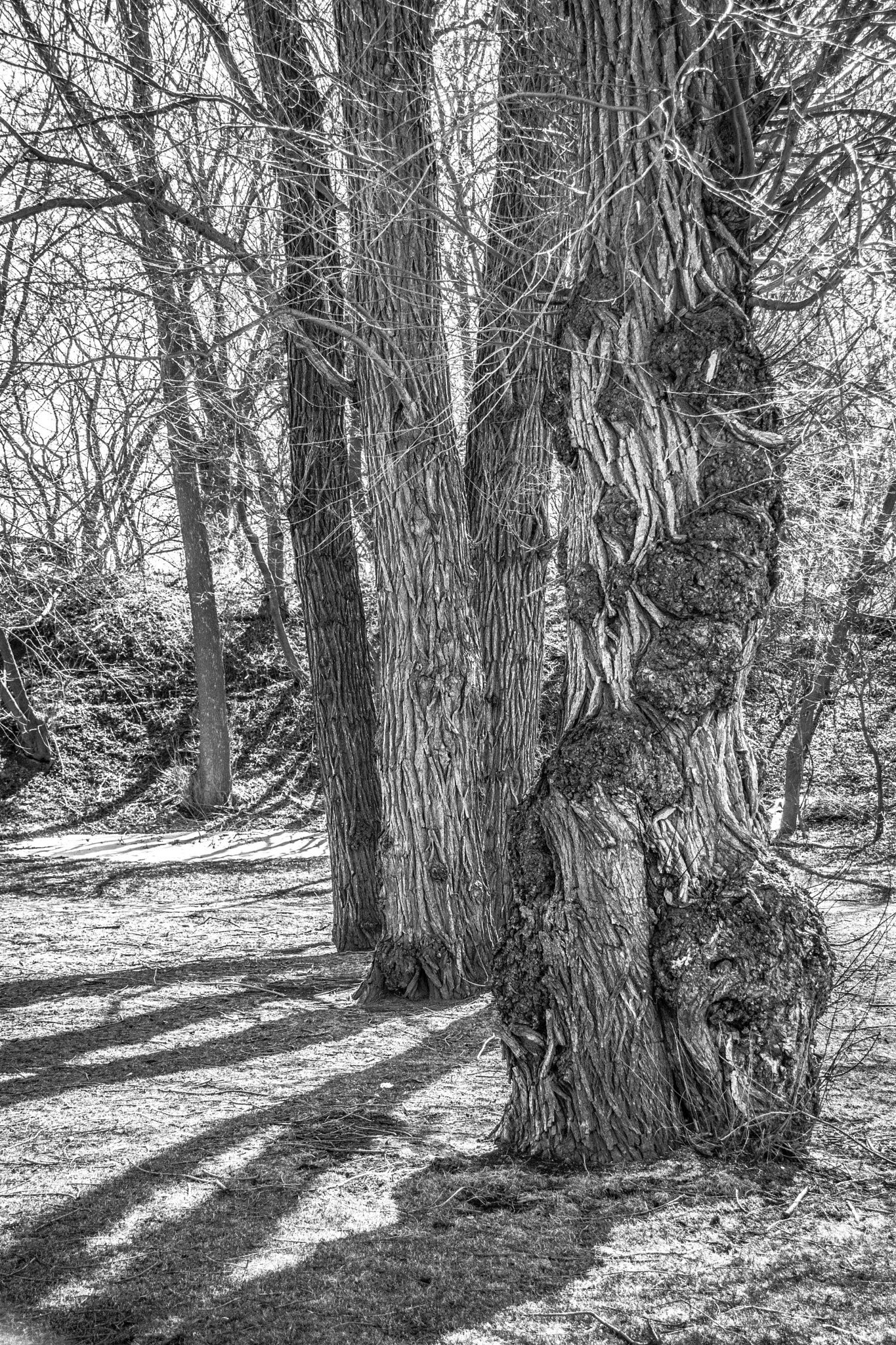 Sigma 18-250mm F3.5-6.3 DC Macro OS HSM sample photo. Taking gnarly to a new level photography