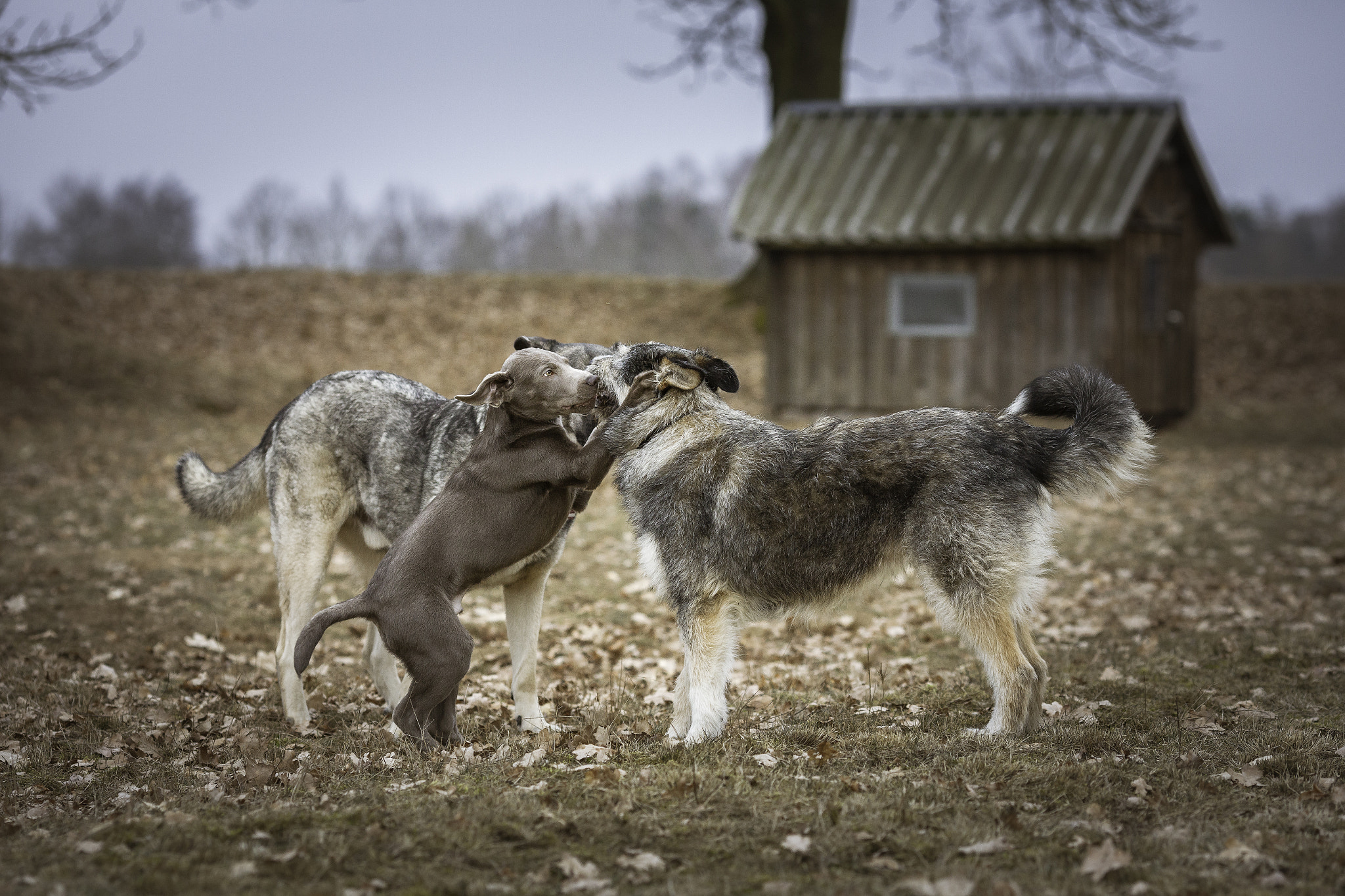 Canon EF 135mm F2L USM sample photo. Räuber & friends :) lotta und grey photography