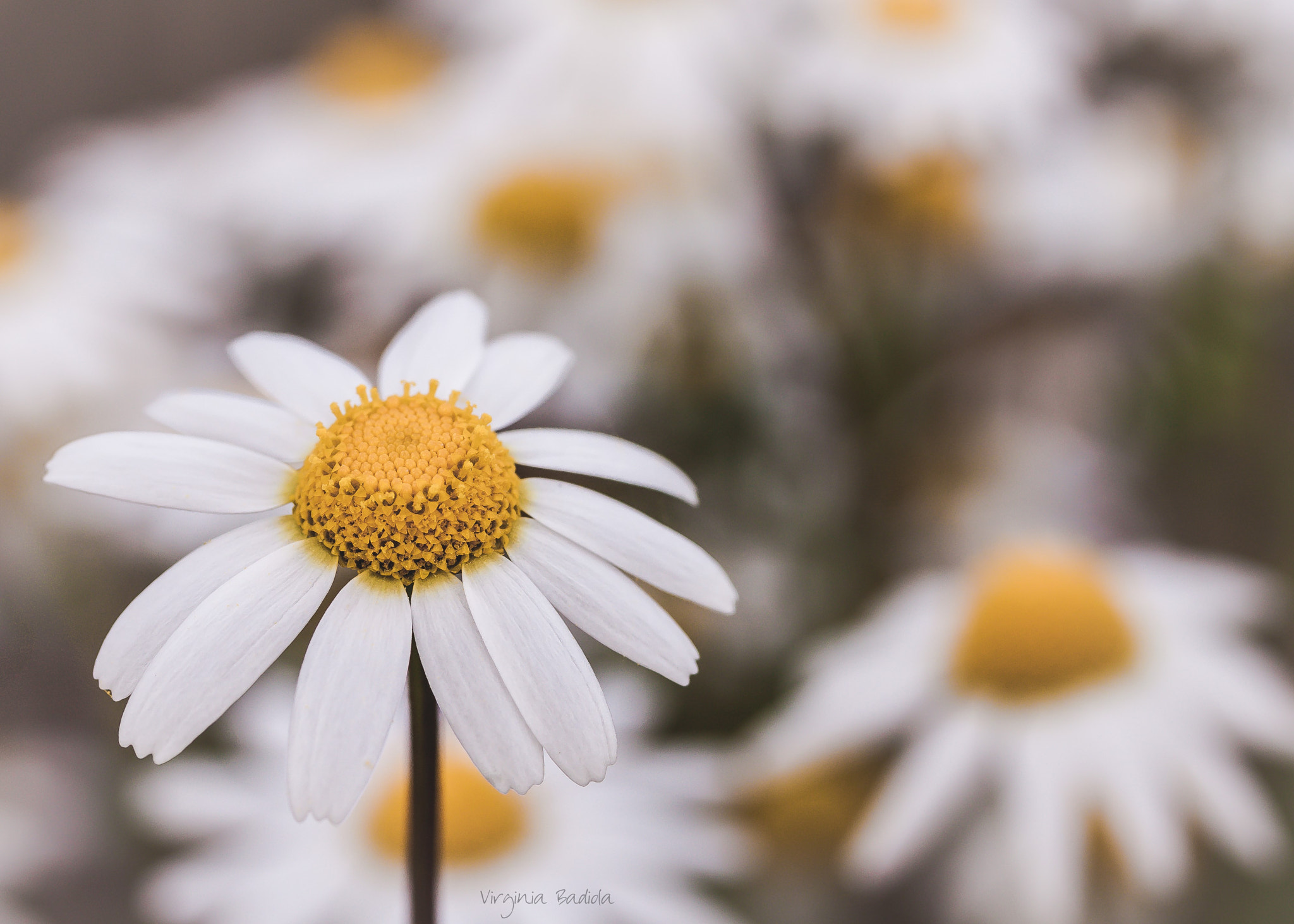 Canon EF-S 60mm F2.8 Macro USM sample photo. *** photography