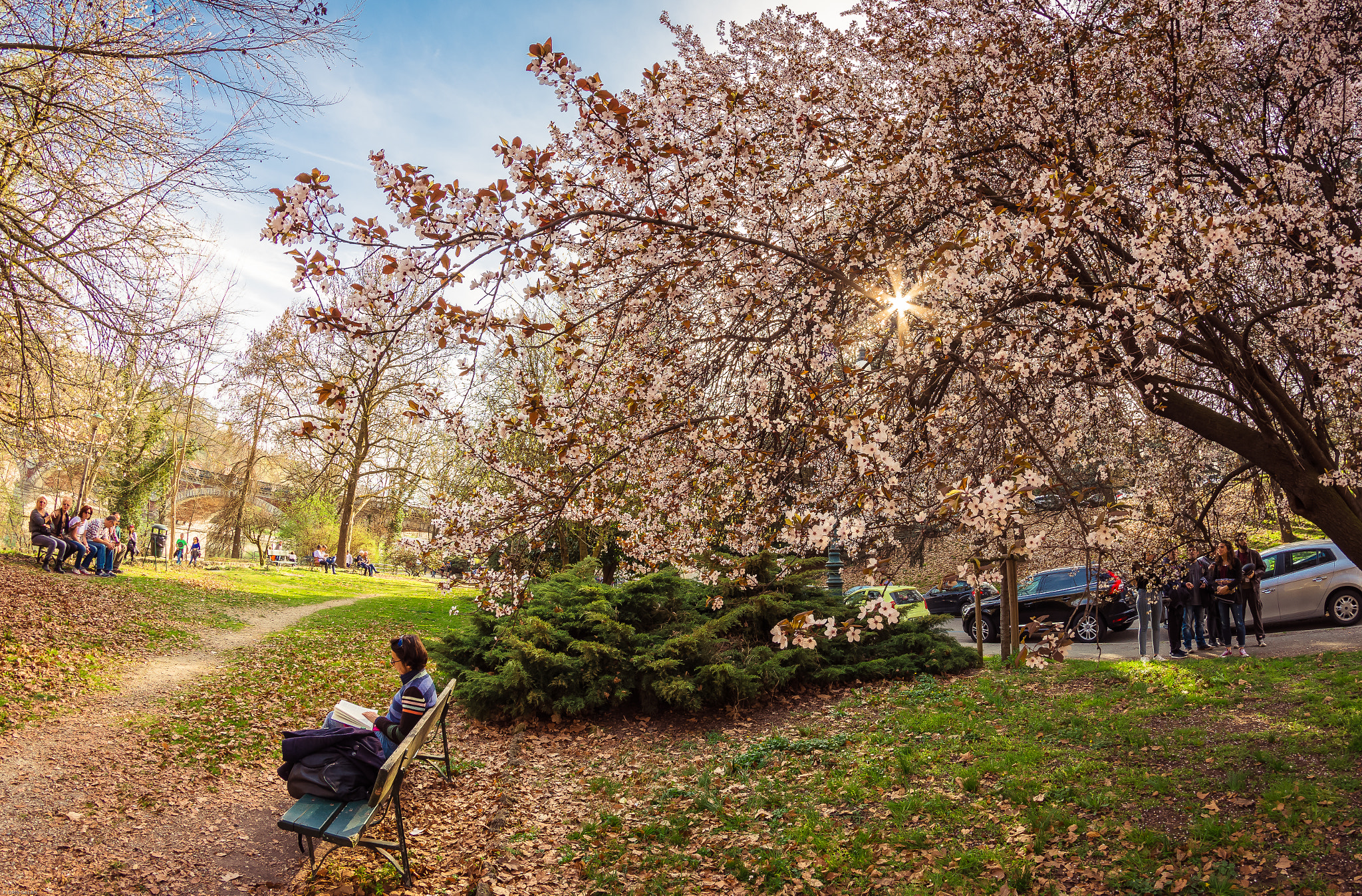 Nikon D7200 + Samyang 8mm F3.5 Aspherical IF MC Fisheye sample photo. Spring fever... photography