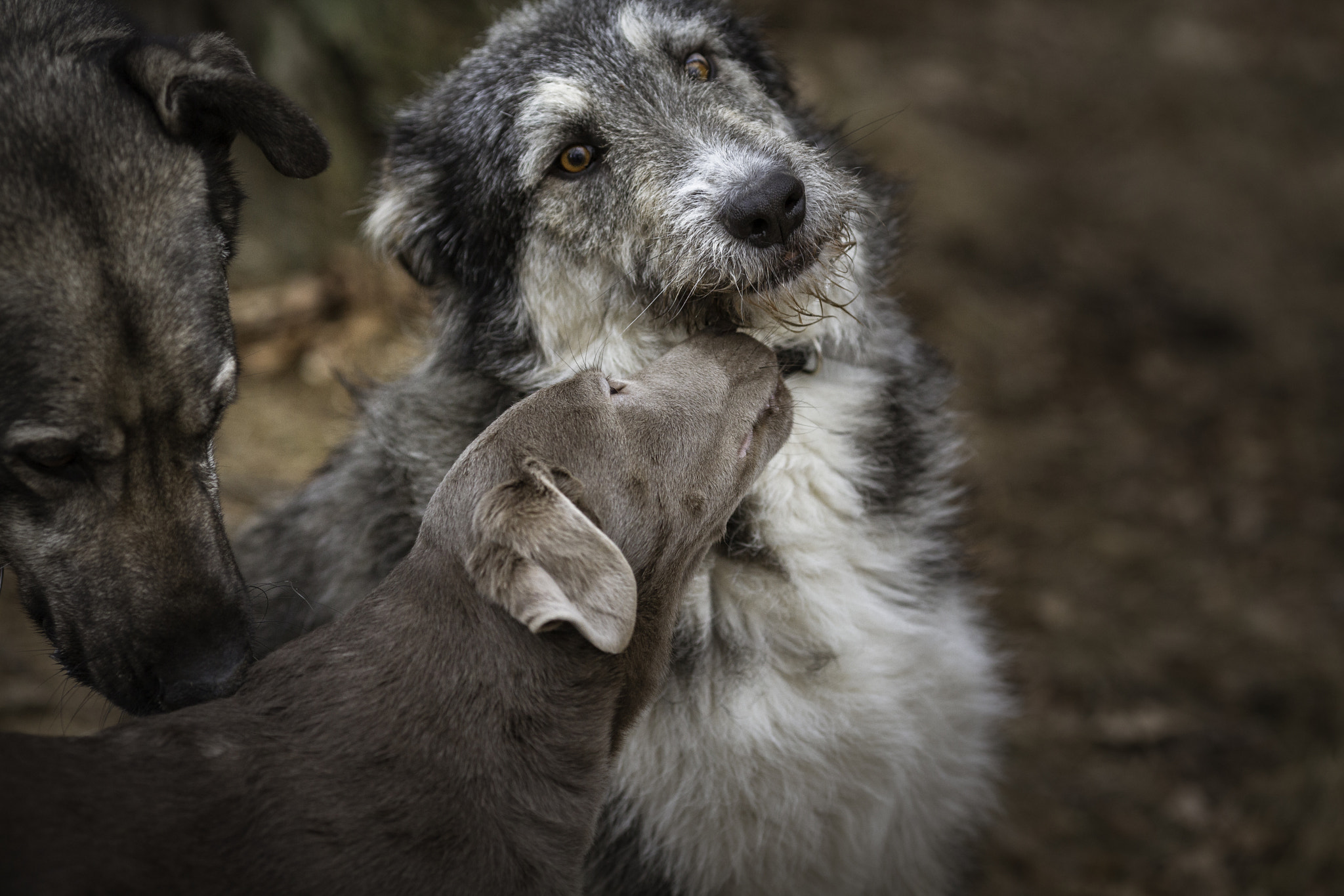 Canon EF 135mm F2L USM sample photo. Räuber & friends :) lotta und grey photography