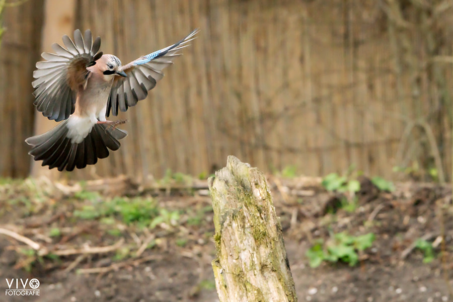 Sony 70-400mm F4-5.6 G SSM sample photo. Incoming! photography