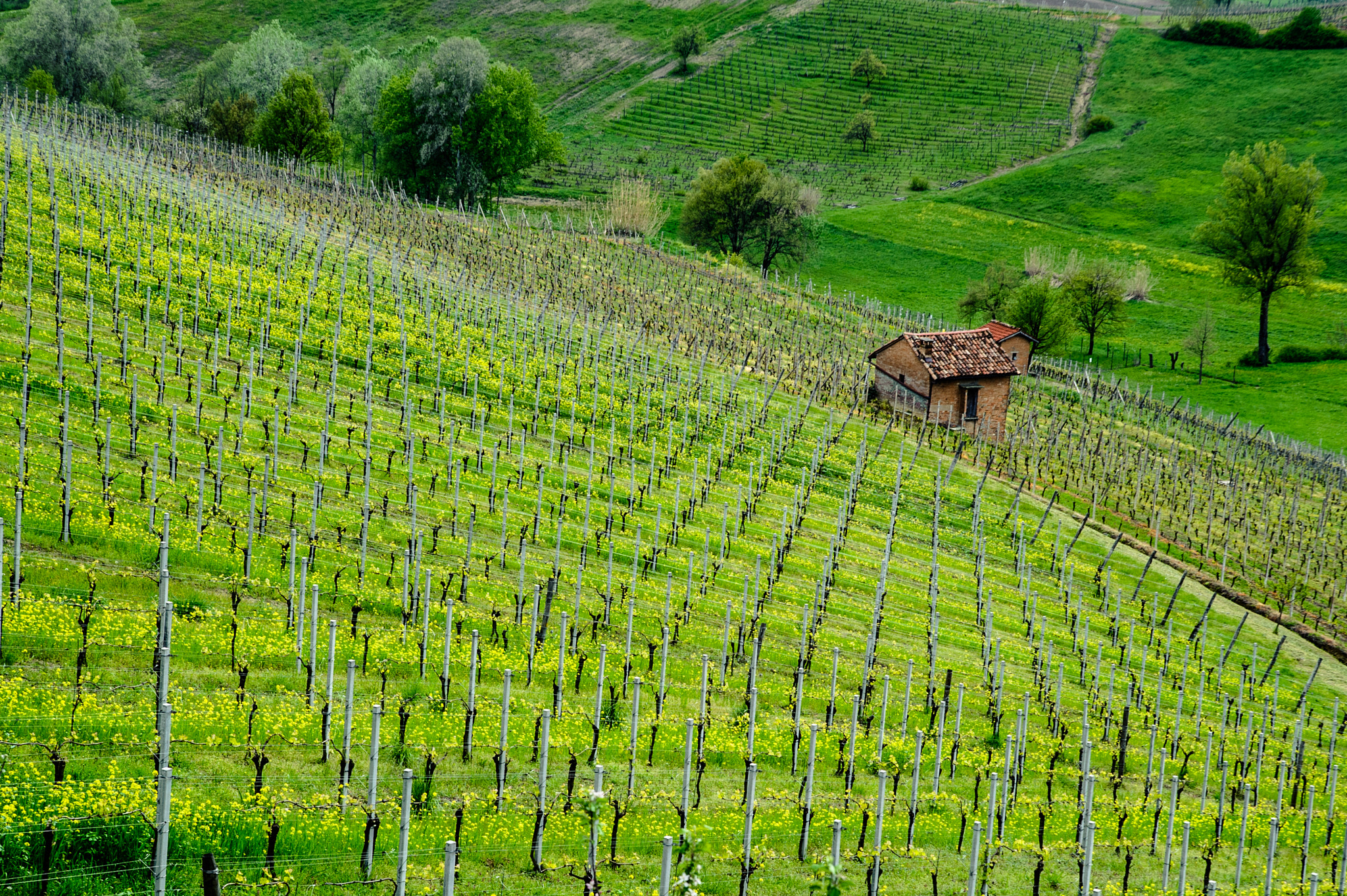 Nikon D700 sample photo. Synergistic vineyard photography