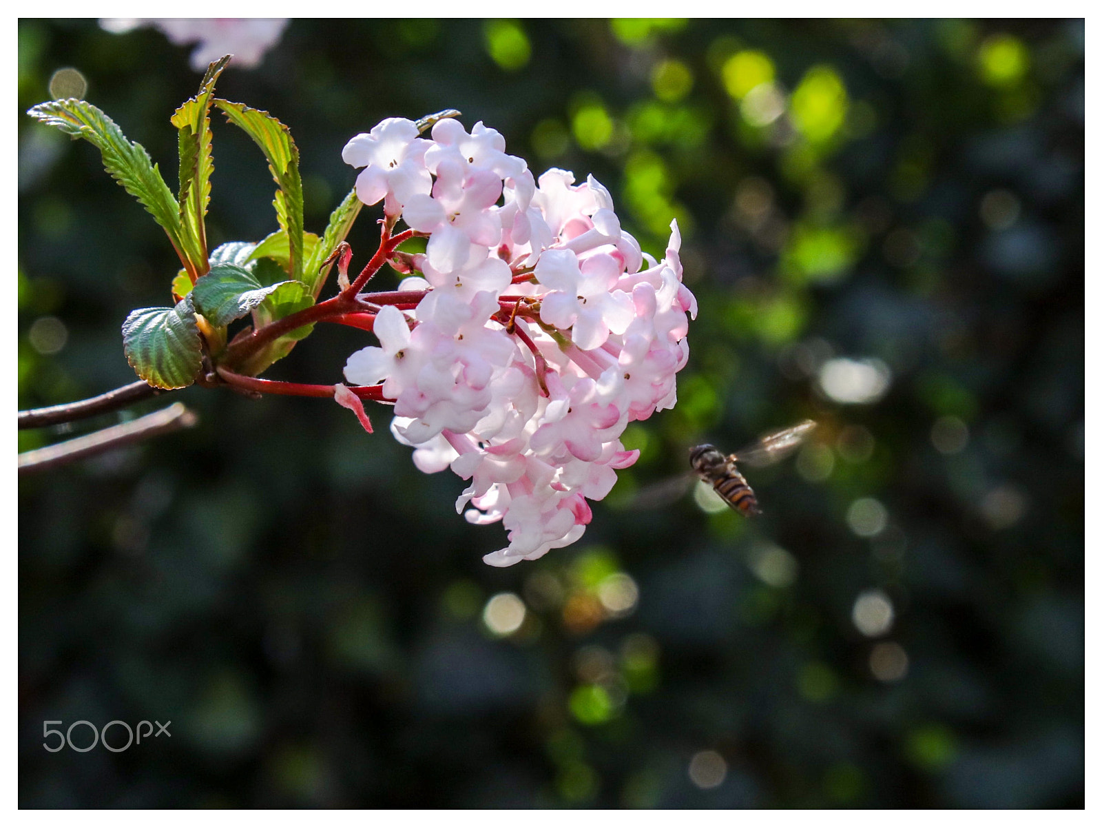 Canon EF-S 18-55mm F3.5-5.6 IS sample photo. Spring is here... photography