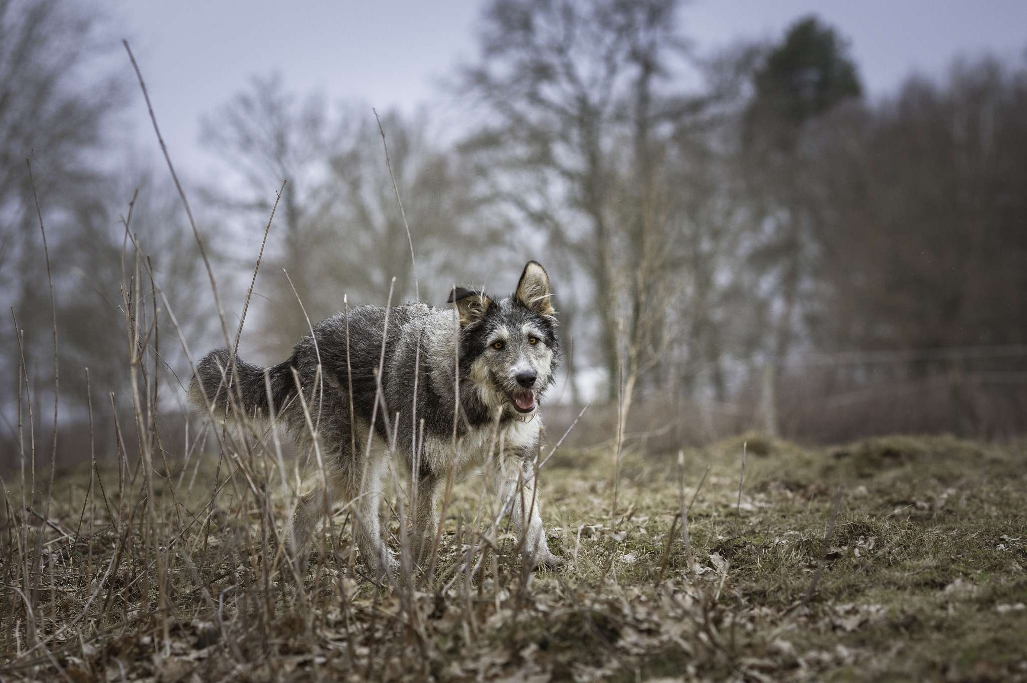 Canon EF 135mm F2L USM sample photo. Lotta :) photography
