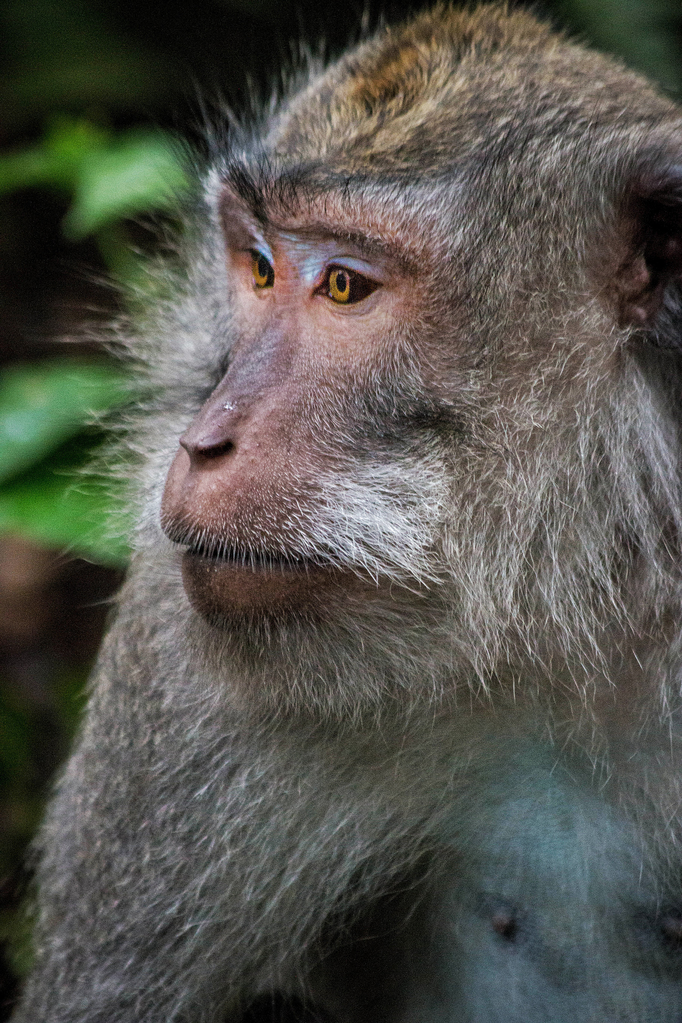 Canon EF 70-300mm F4-5.6 IS USM sample photo. Sacred monkey forest  photography