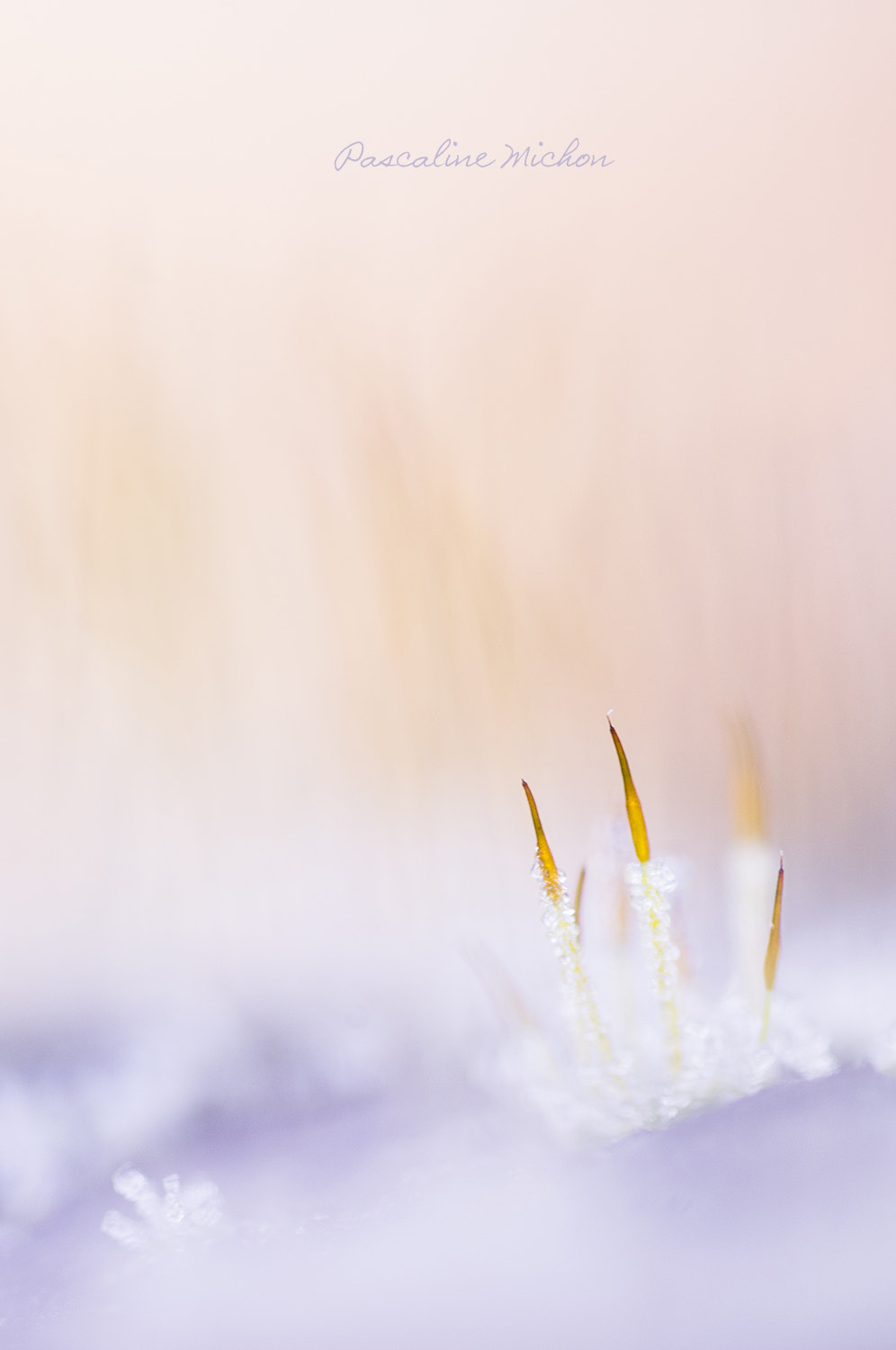 Pentax K-r sample photo. Moss in the winter photography