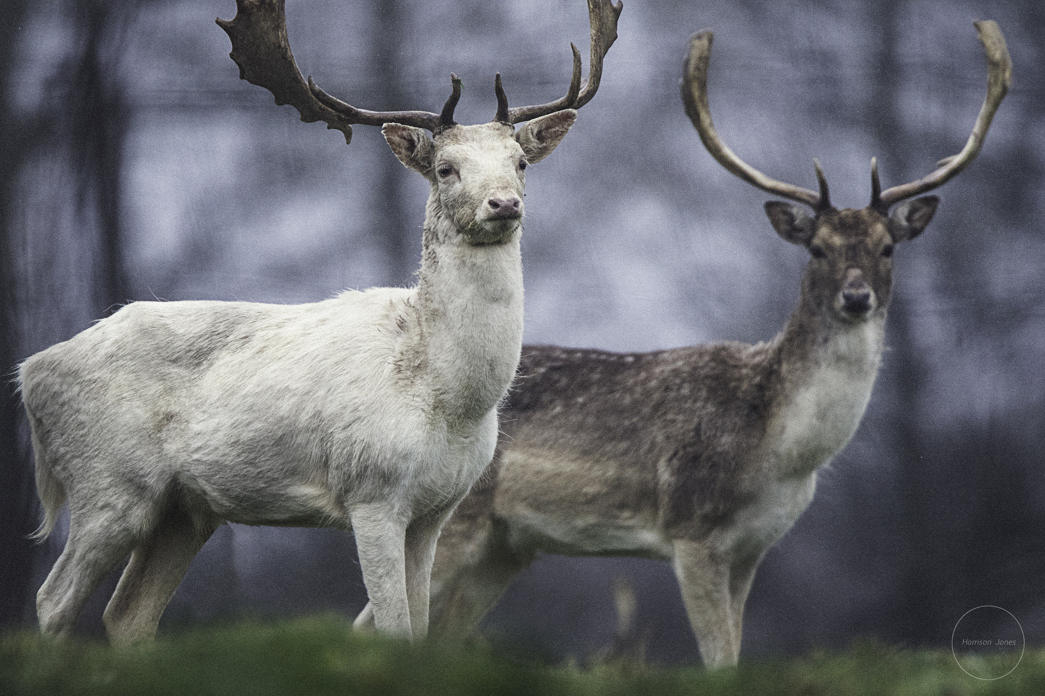 Canon EOS 7D Mark II sample photo. Two stags photography