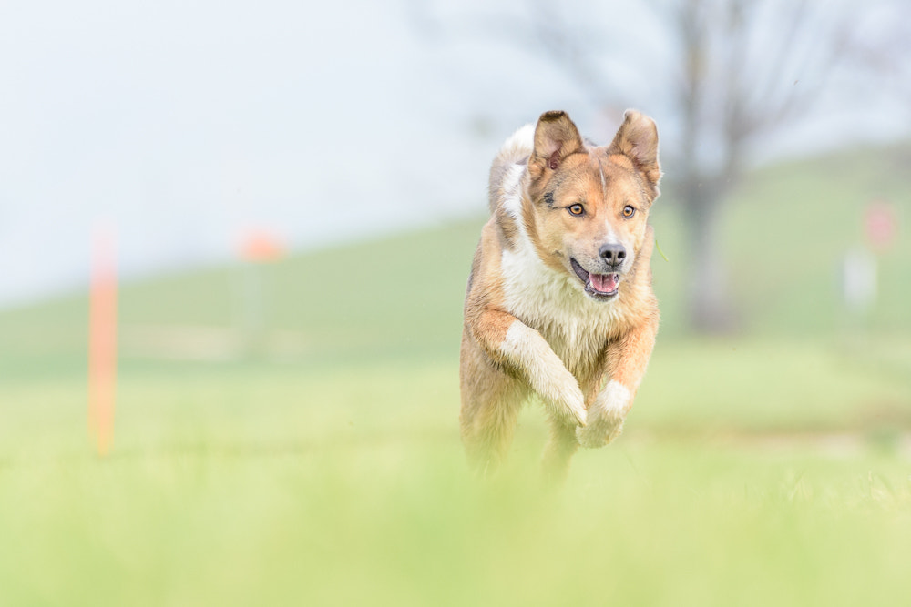 Nikon D7200 + Sigma 150-600mm F5-6.3 DG OS HSM | C sample photo. Starting dog photography