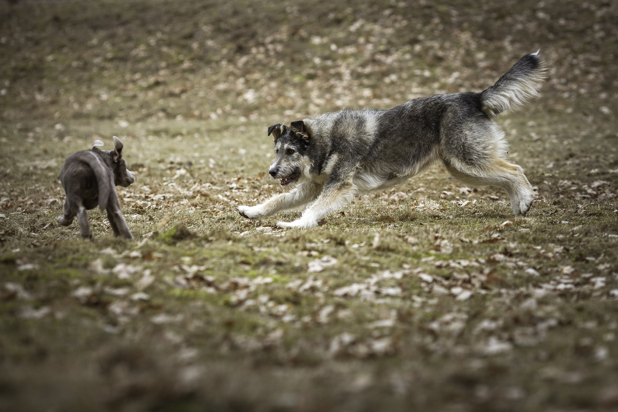 Canon EF 135mm F2L USM sample photo. Lotta <3 photography