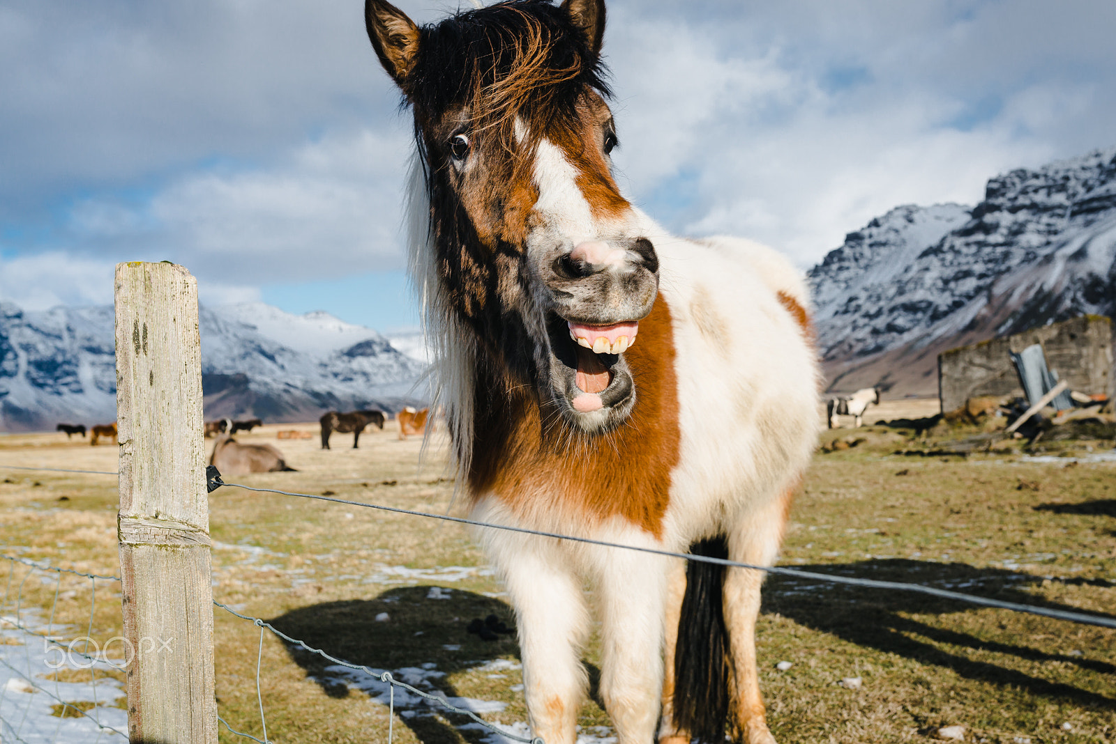 Nikon D610 sample photo. Iceland horse photography